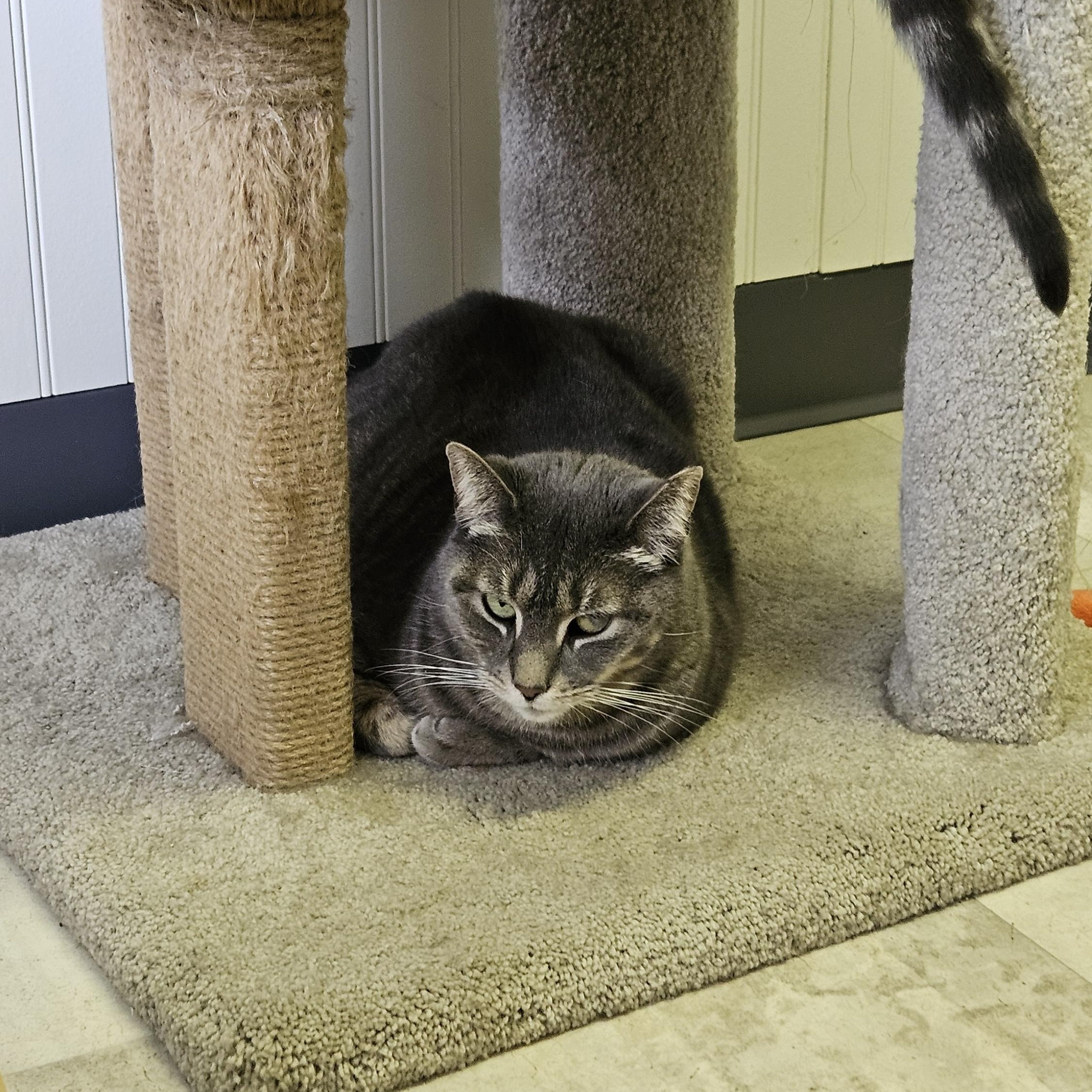 Enlarge CC, a Adoptable Domestic Short Hair in Brockport, NY image 2/5