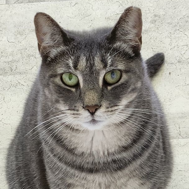 CC, Adoptable, Adult Female Domestic Short Hair.