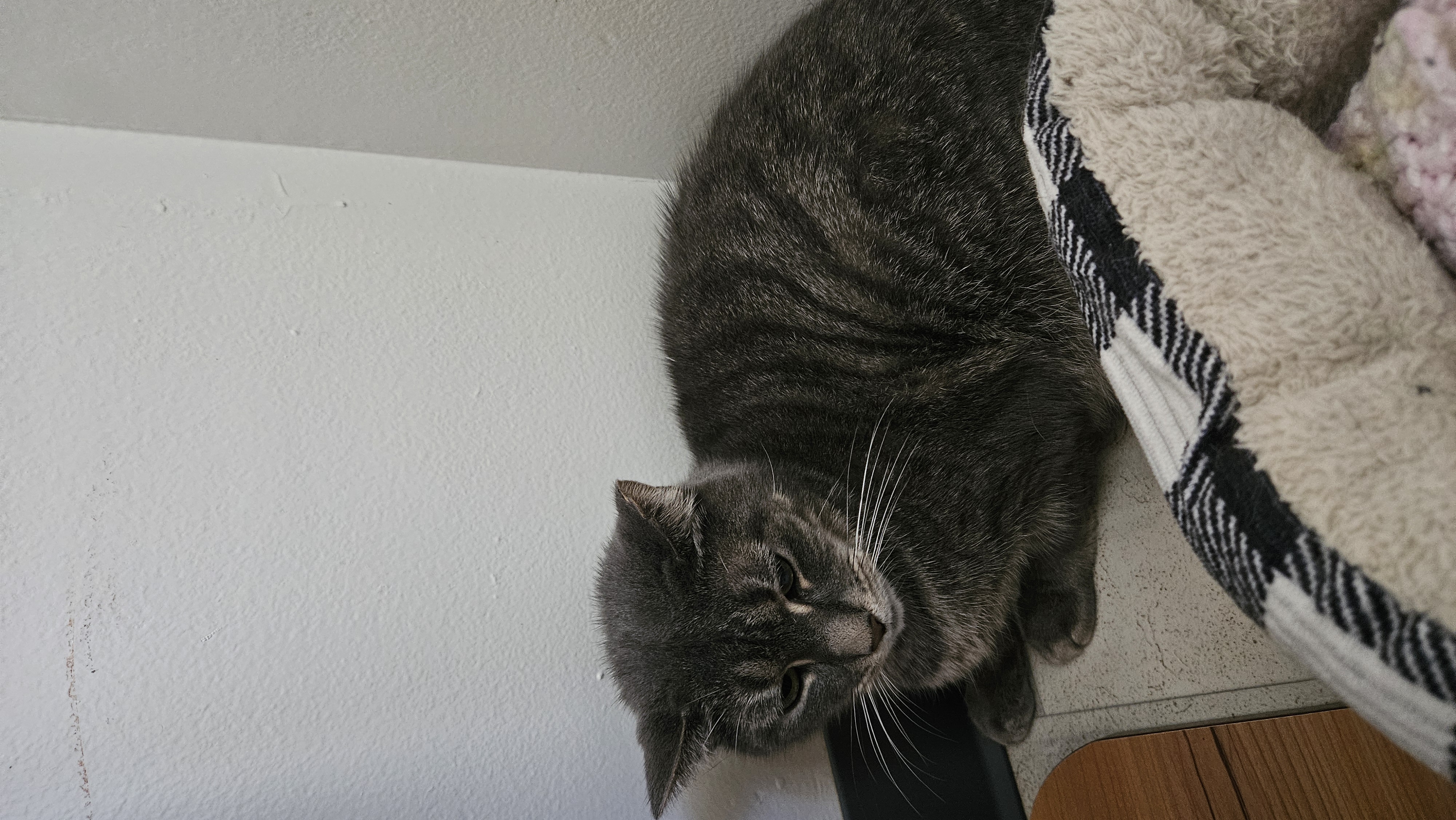 Enlarge CC, a Adoptable Domestic Short Hair in Brockport, NY image 4/5