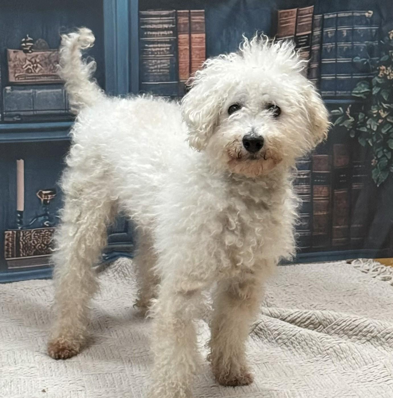 Mason, ADOPTABLE, Adult Male Poodle.