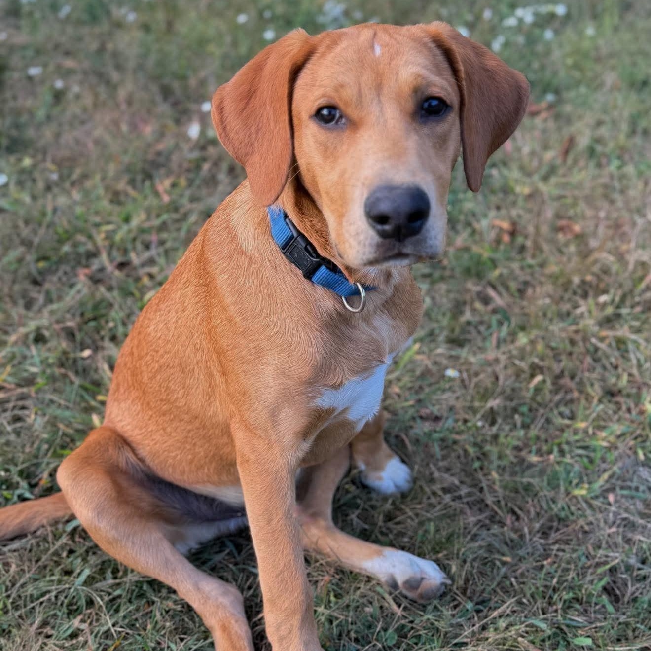 Enlarge Drew, a Adoptable mixed breed in Argyle, NY image 1/6