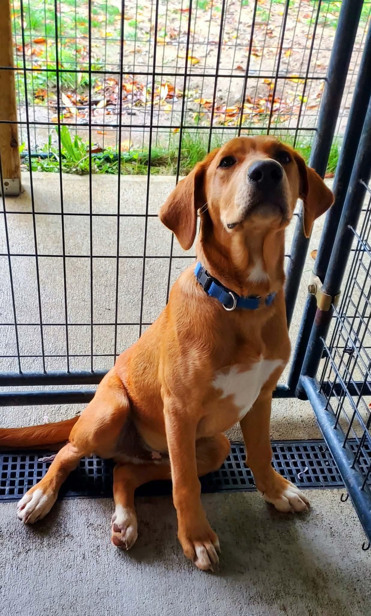 Enlarge Drew, a Adoptable mixed breed in Argyle, NY image 5/6