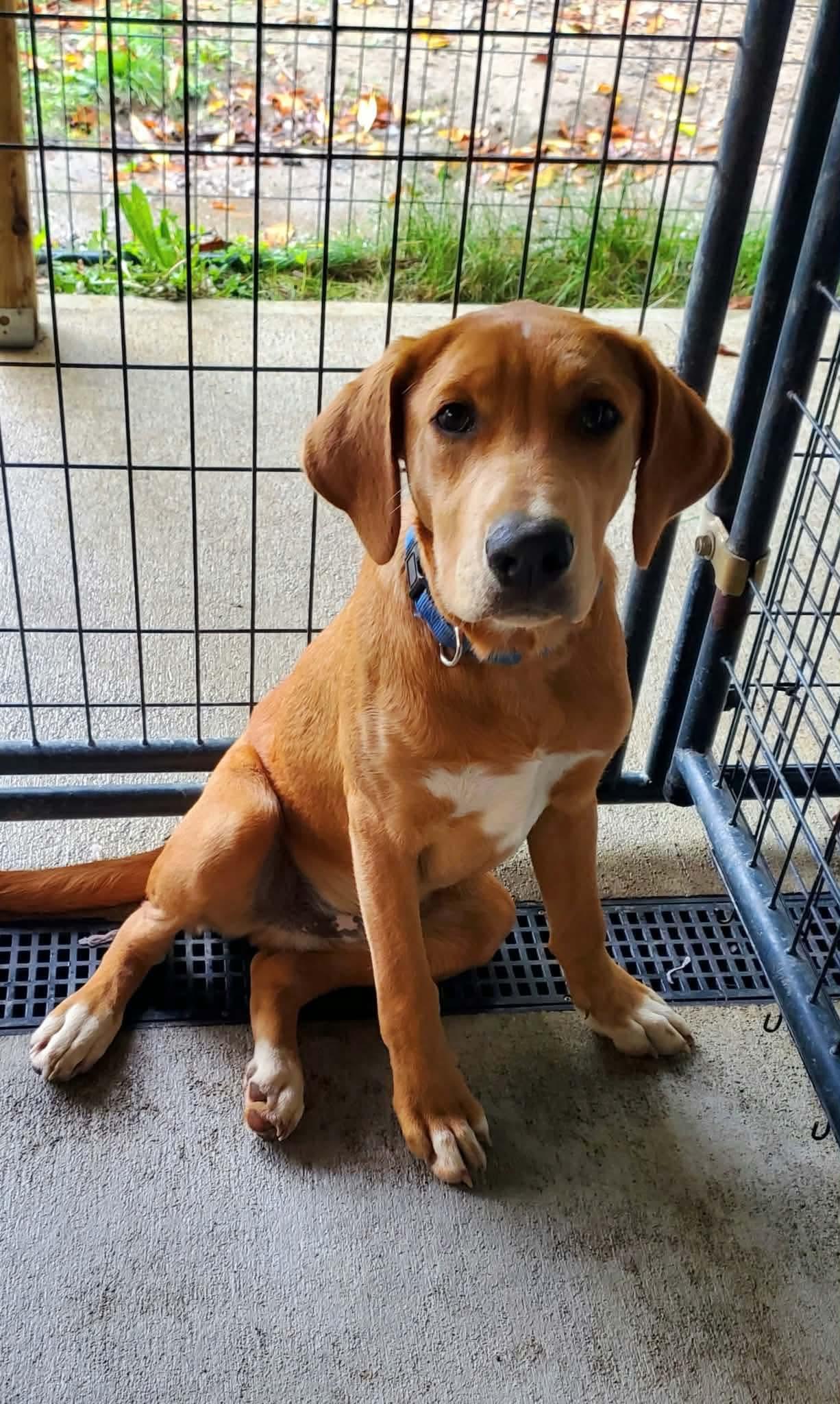 Enlarge Drew, a Adoptable mixed breed in Argyle, NY image 6/6