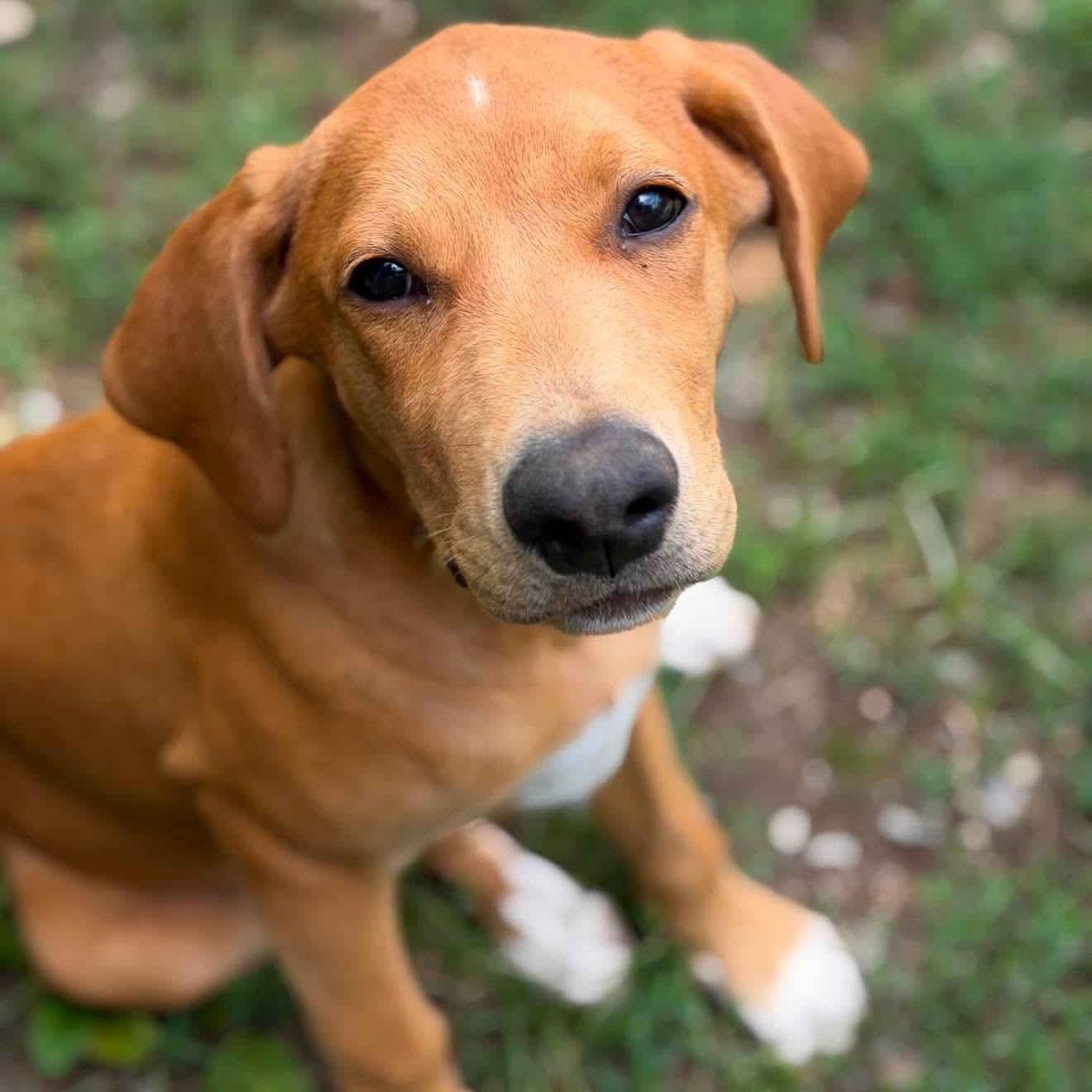 Enlarge Drew, a Adoptable mixed breed in Argyle, NY image 2/6