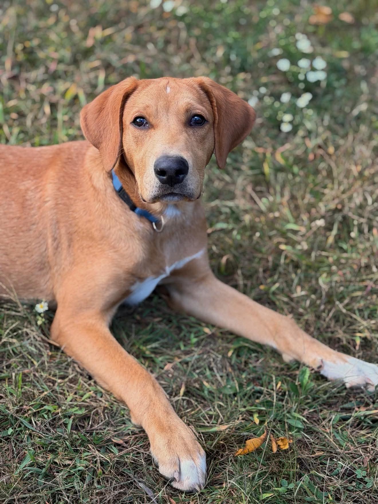 Enlarge Drew, a Adoptable mixed breed in Argyle, NY image 3/6