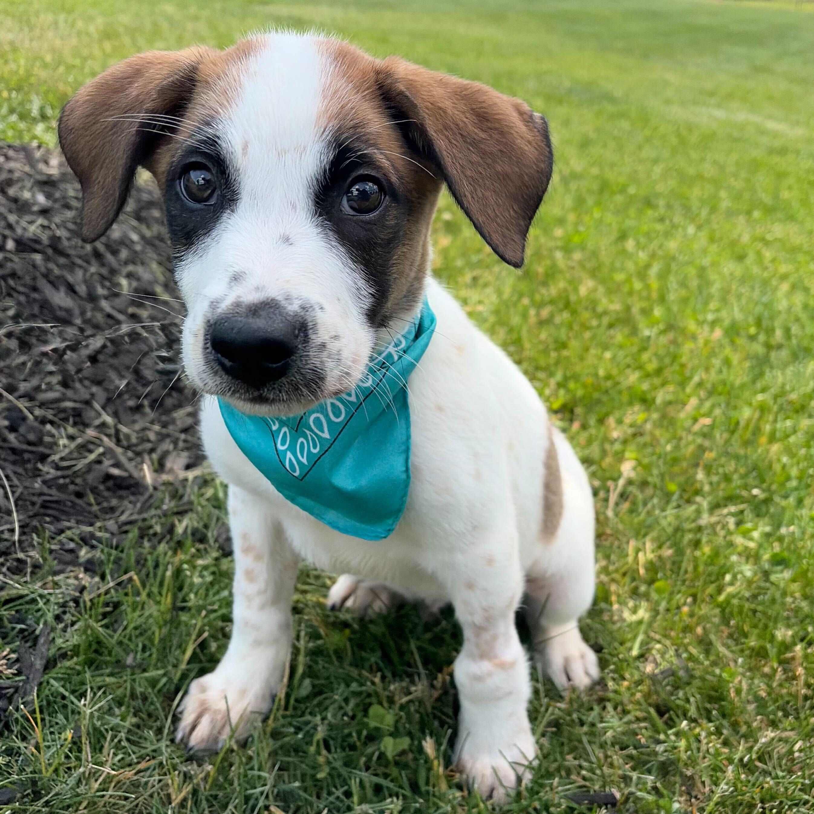 Enlarge Silver Star, a ADOPTABLE Mixed Breed in Canal Winchester, OH image 3/5