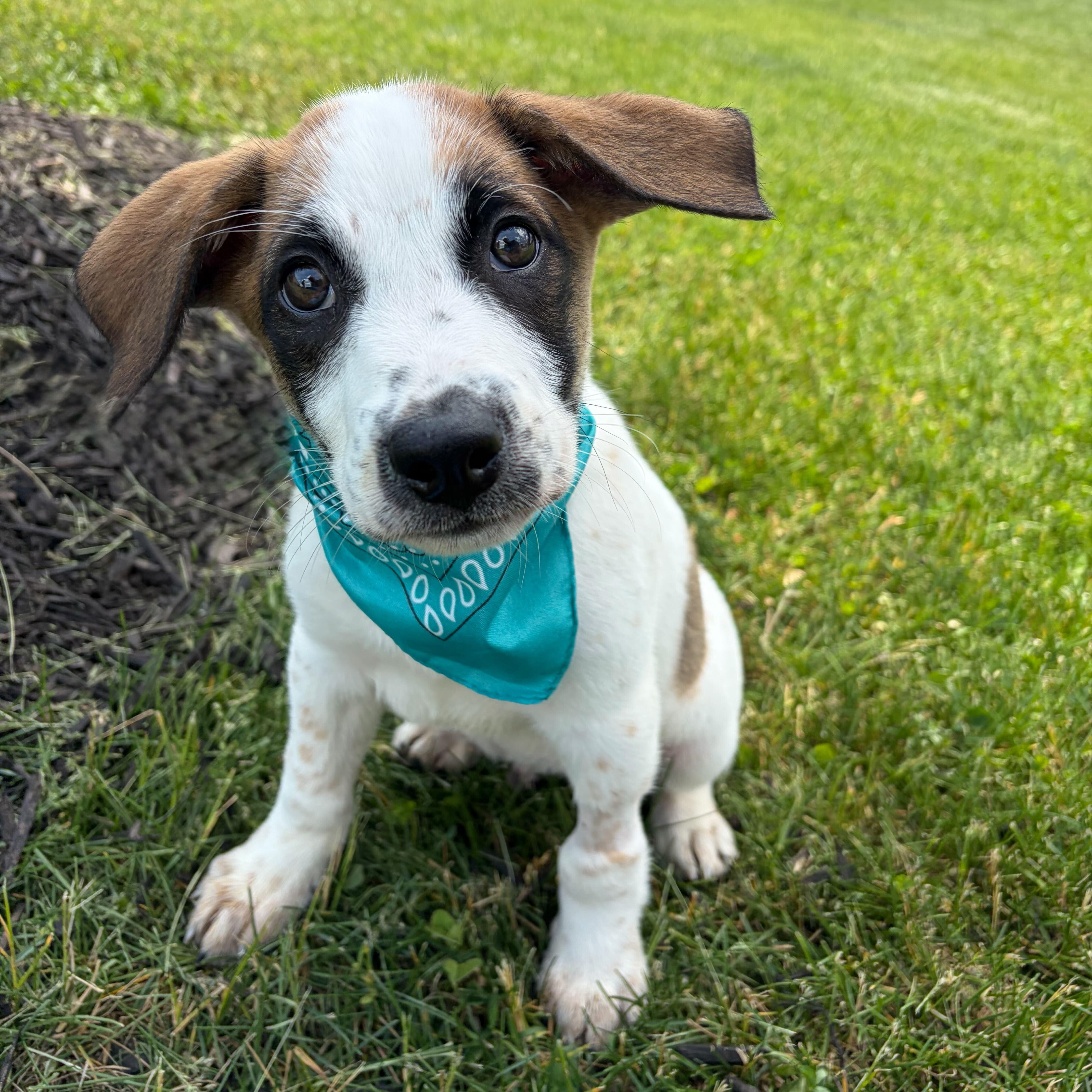 Enlarge Silver Star, a ADOPTABLE Mixed Breed in Canal Winchester, OH image 4/5