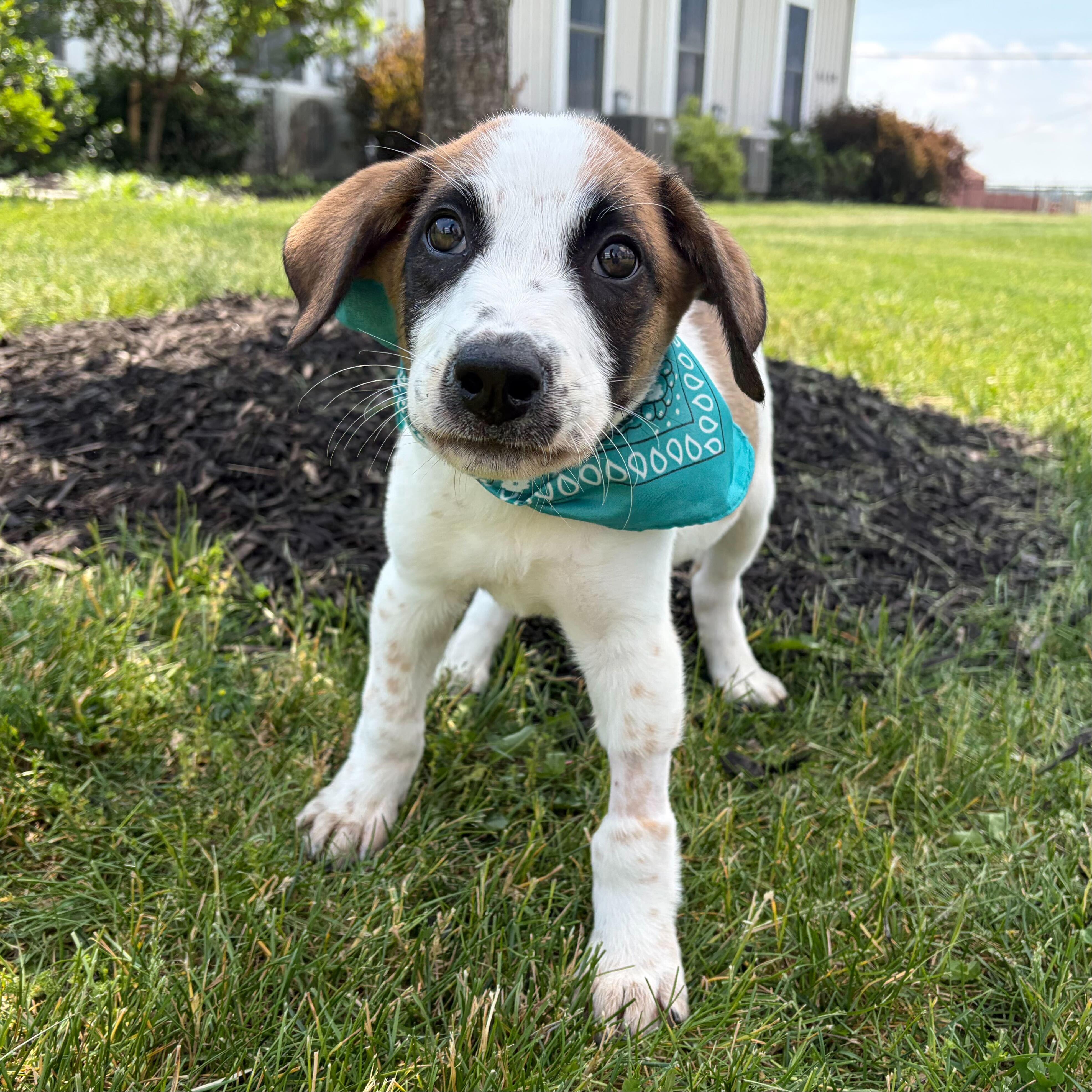 Enlarge Silver Star, a ADOPTABLE Mixed Breed in Canal Winchester, OH image 5/5