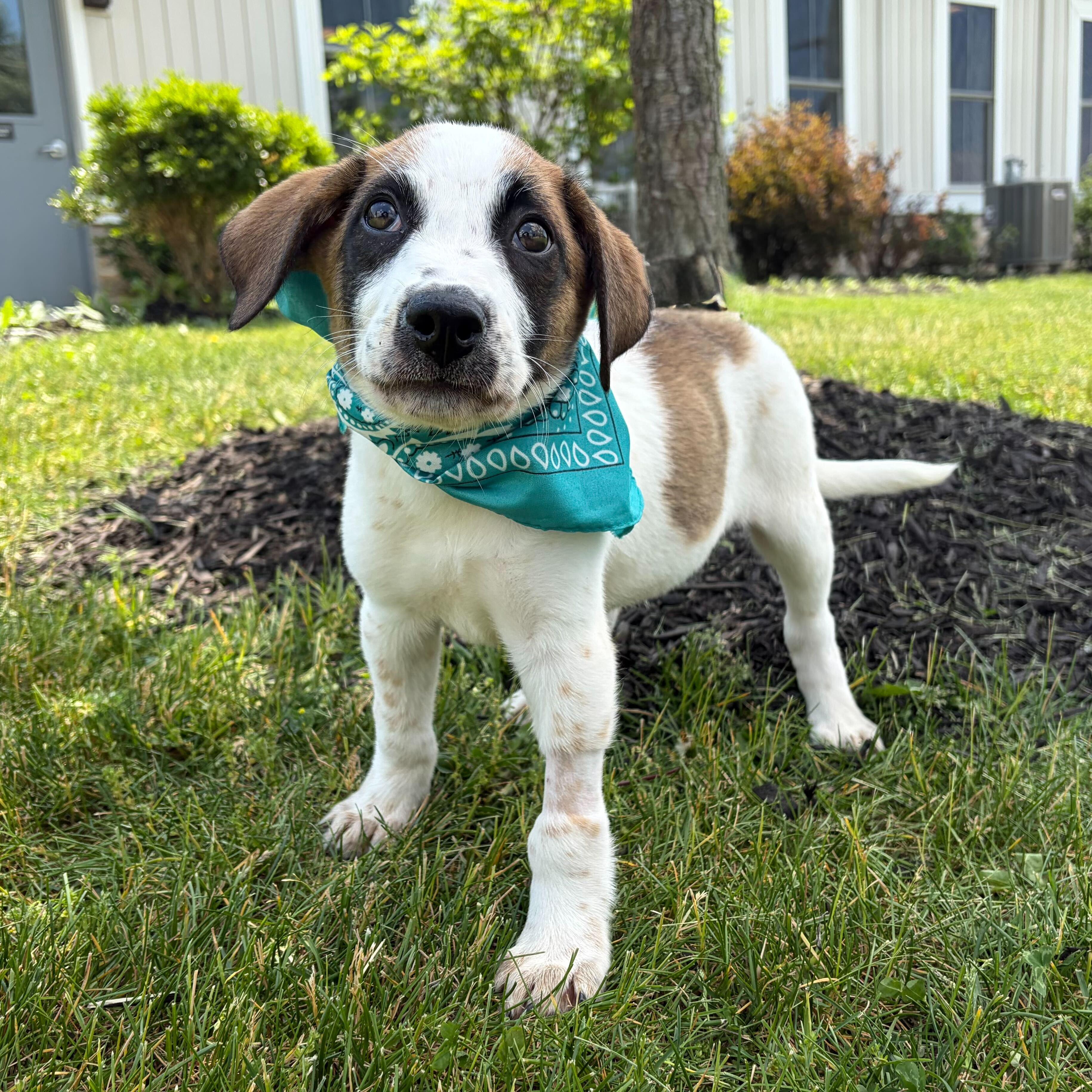 Enlarge Silver Star, a ADOPTABLE Mixed Breed in Canal Winchester, OH image 2/5