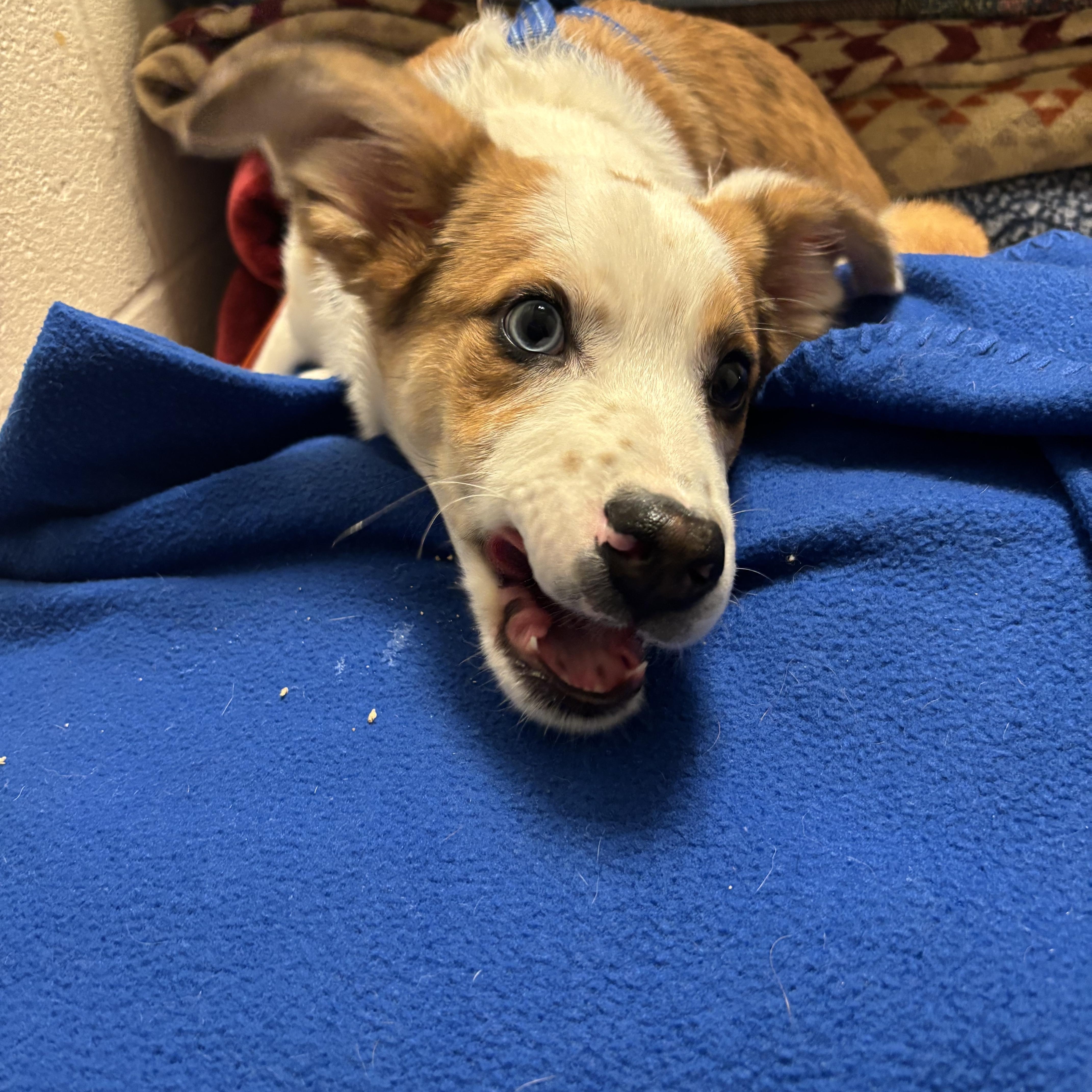 Enlarge YODA, an adopted mixed breed in Ashland, OH image 2/2