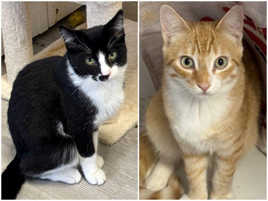 Spruce & Matteo, ADOPTABLE, Young Male Domestic Short Hair.