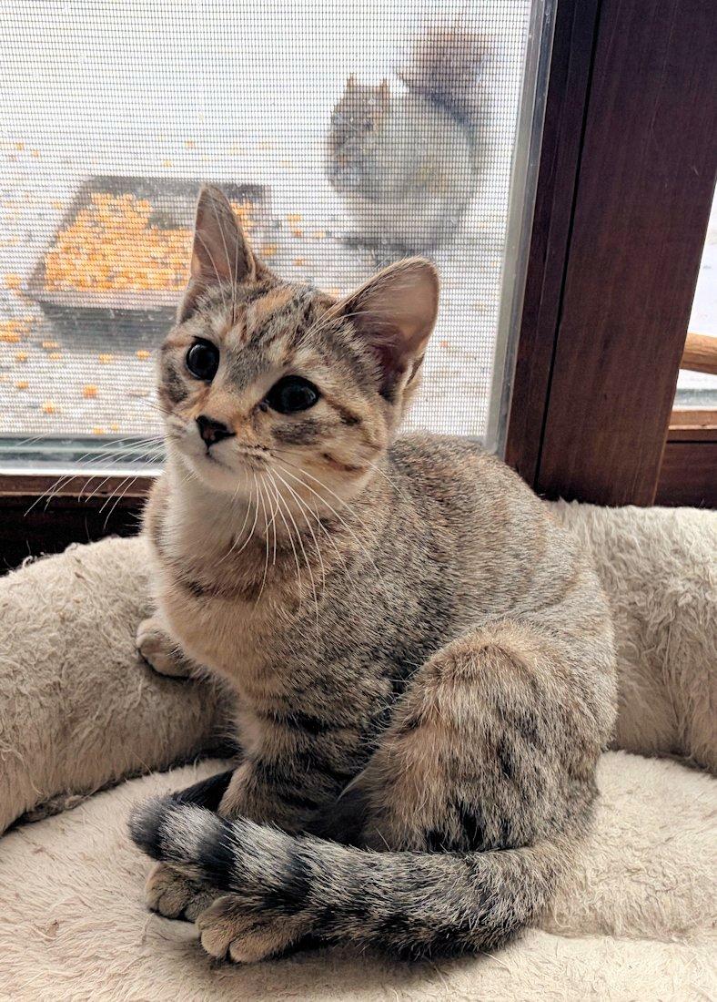 Enlarge Josie, an adoptable Domestic Short Hair in White Bear Lake, MN image 2/5