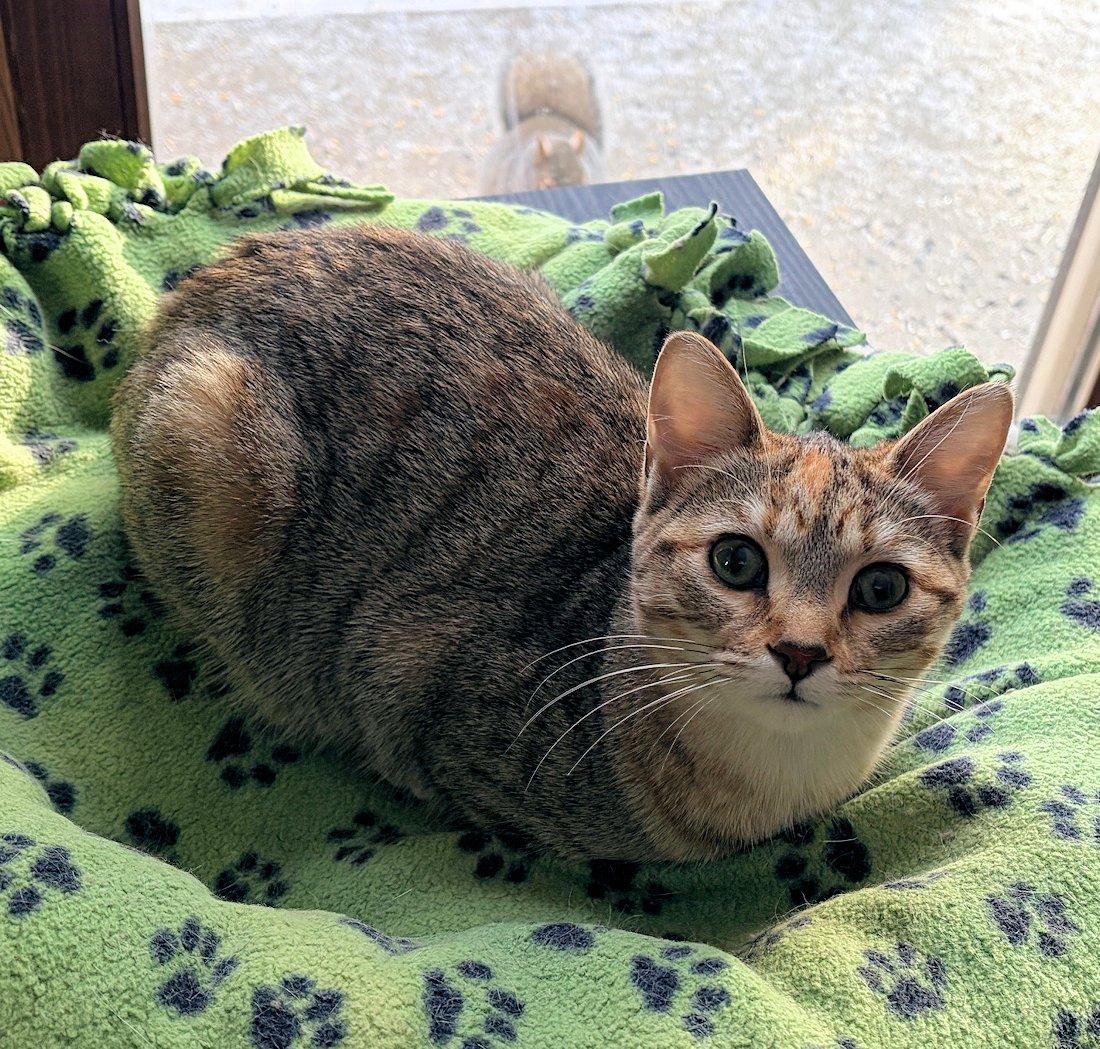 Josie, an adoptable Domestic Short Hair in White Bear Lake, MN image 3/6