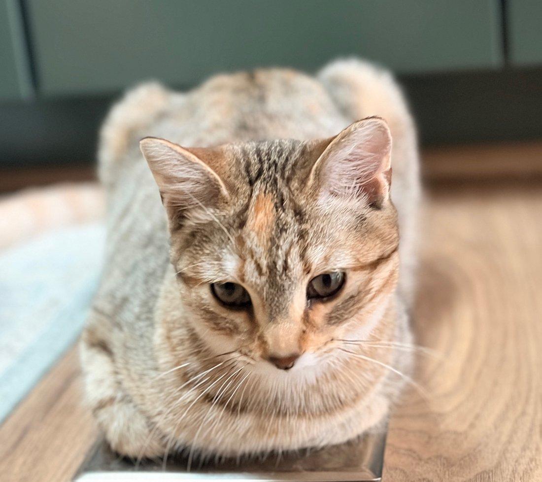 Josie, adoptable, Kitten Female Domestic Short Hair.