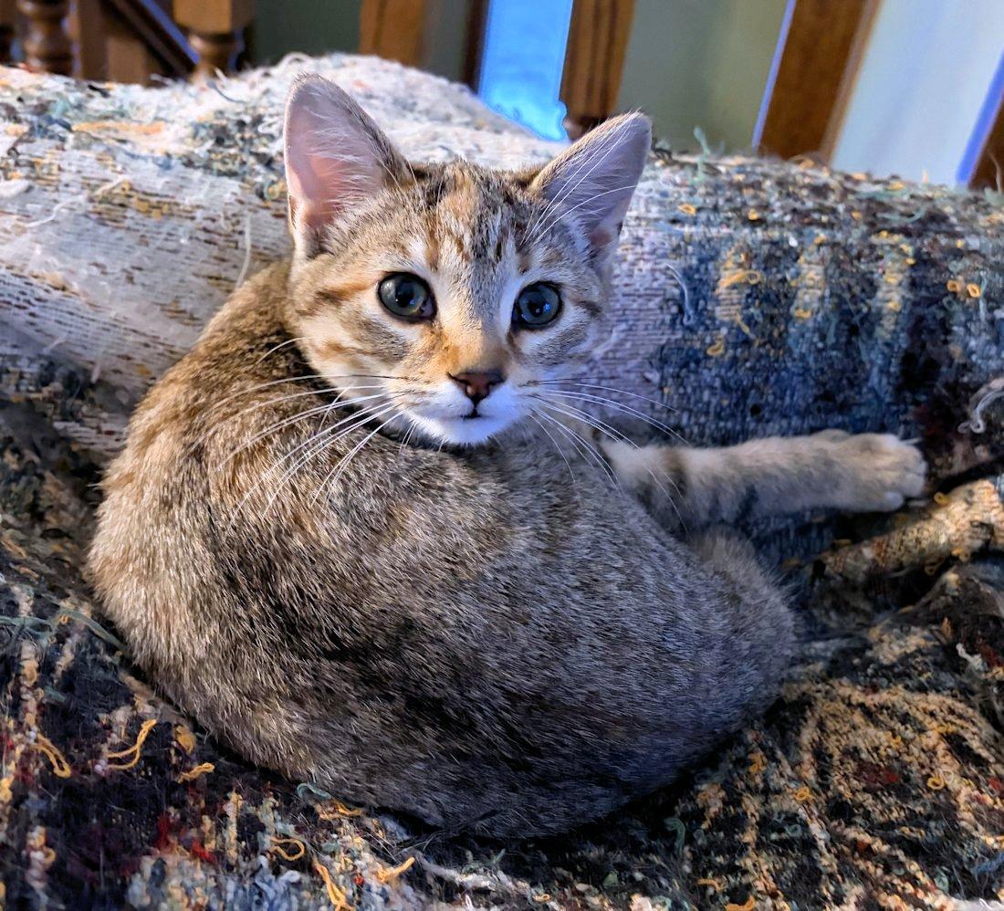 Enlarge Josie, an adoptable Domestic Short Hair in White Bear Lake, MN image 3/5