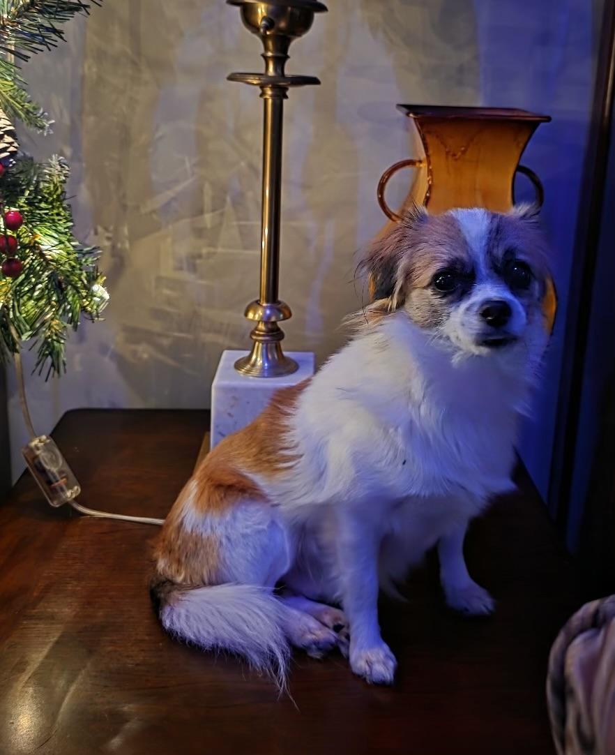 Buddy, Adoptable, Young Male Chihuahua.