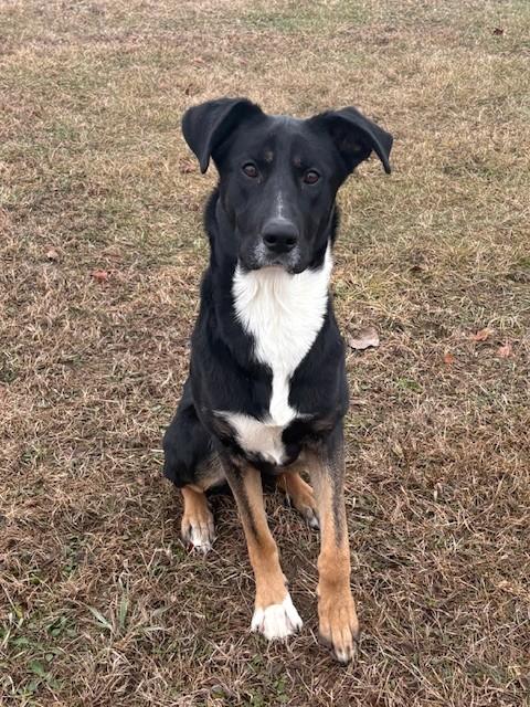 Enlarge Dior, an adoptable Collie in Ionia, MI image 3/6