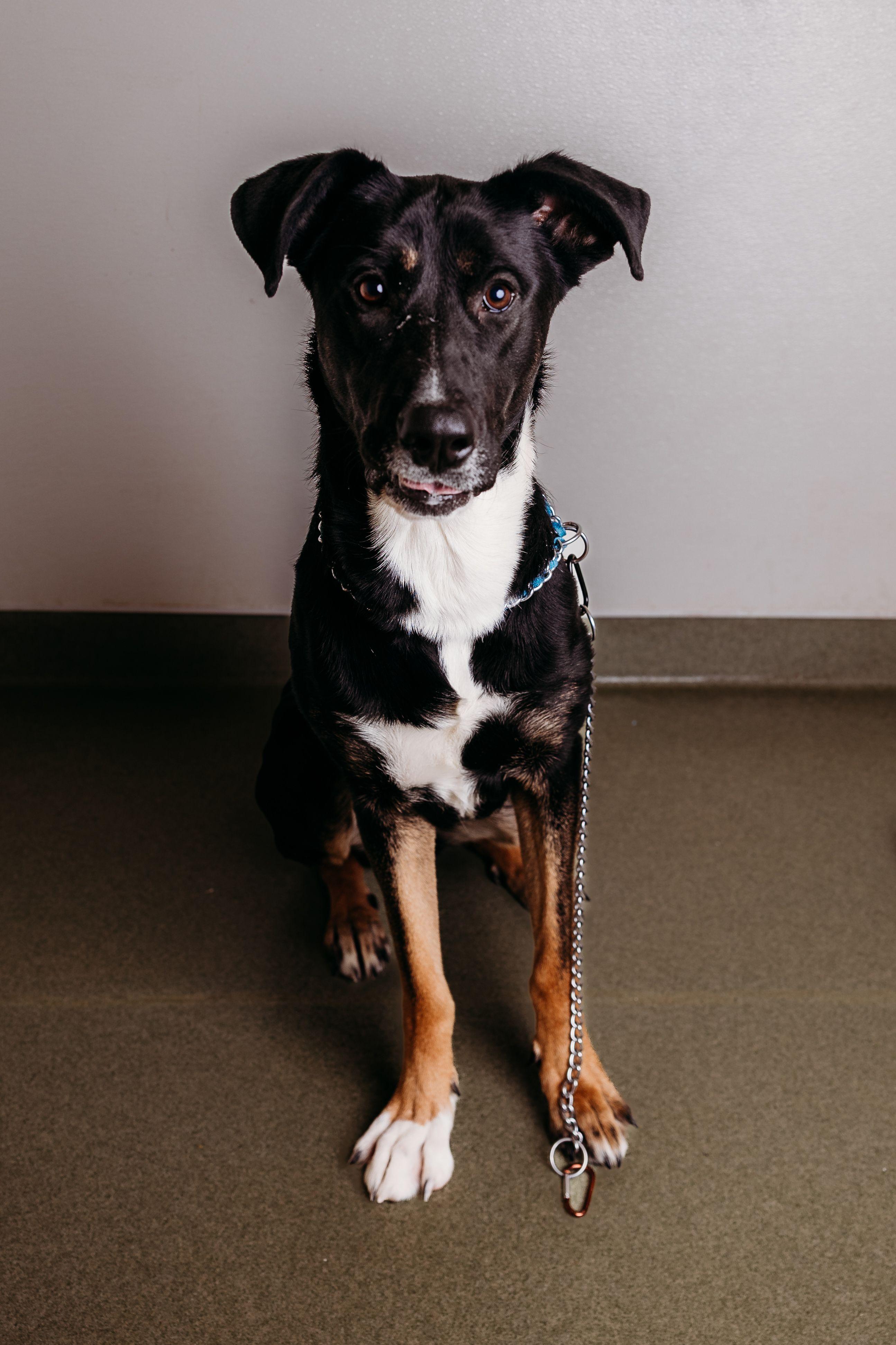 Enlarge Dior, an adoptable Collie in Ionia, MI image 2/6