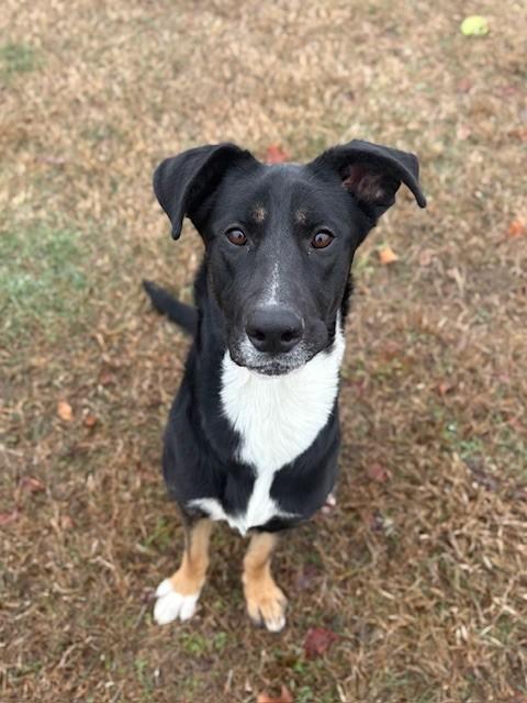 Enlarge Dior, an adoptable Collie in Ionia, MI image 4/6