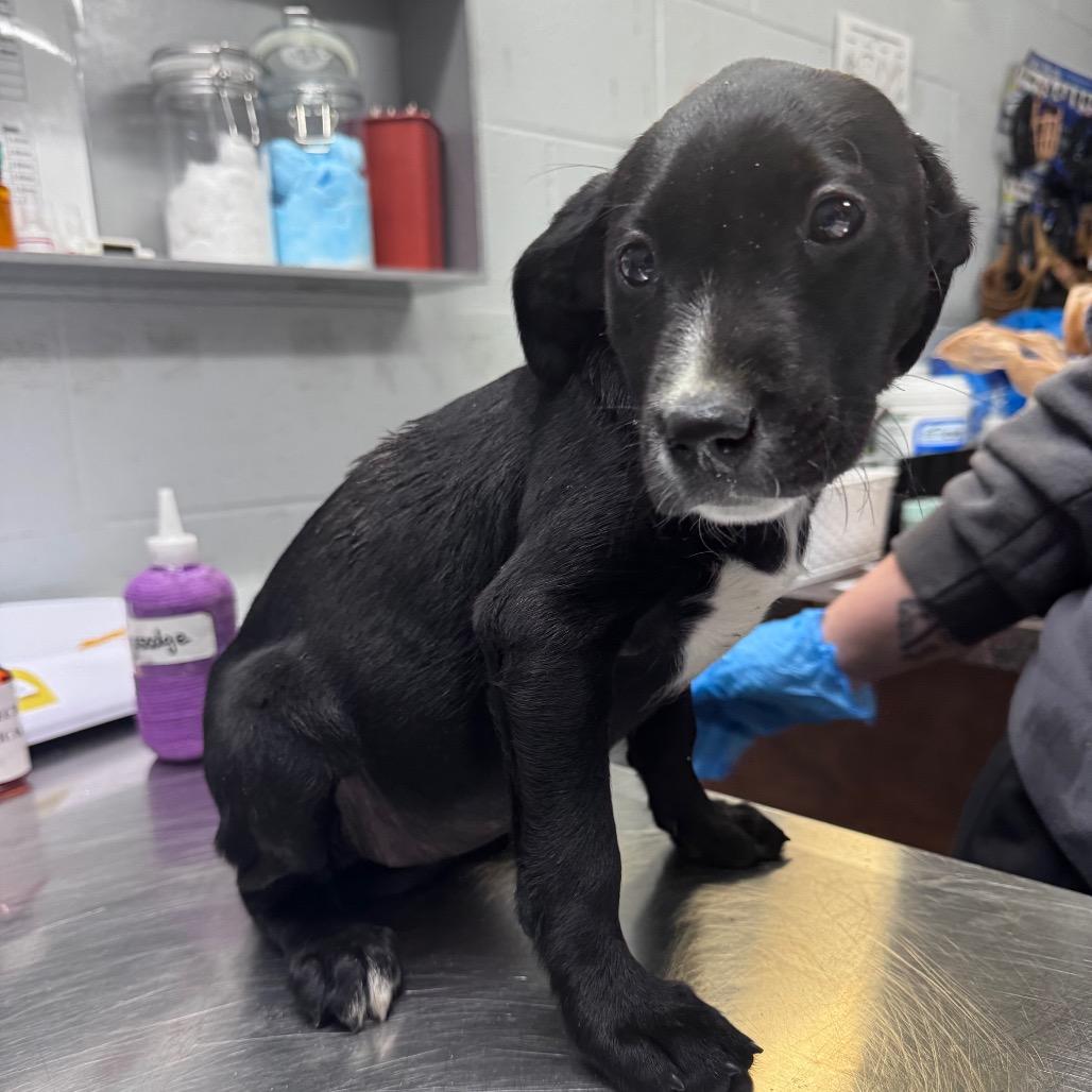 Lemonade, Adoptable, Puppy Female Mixed Breed.