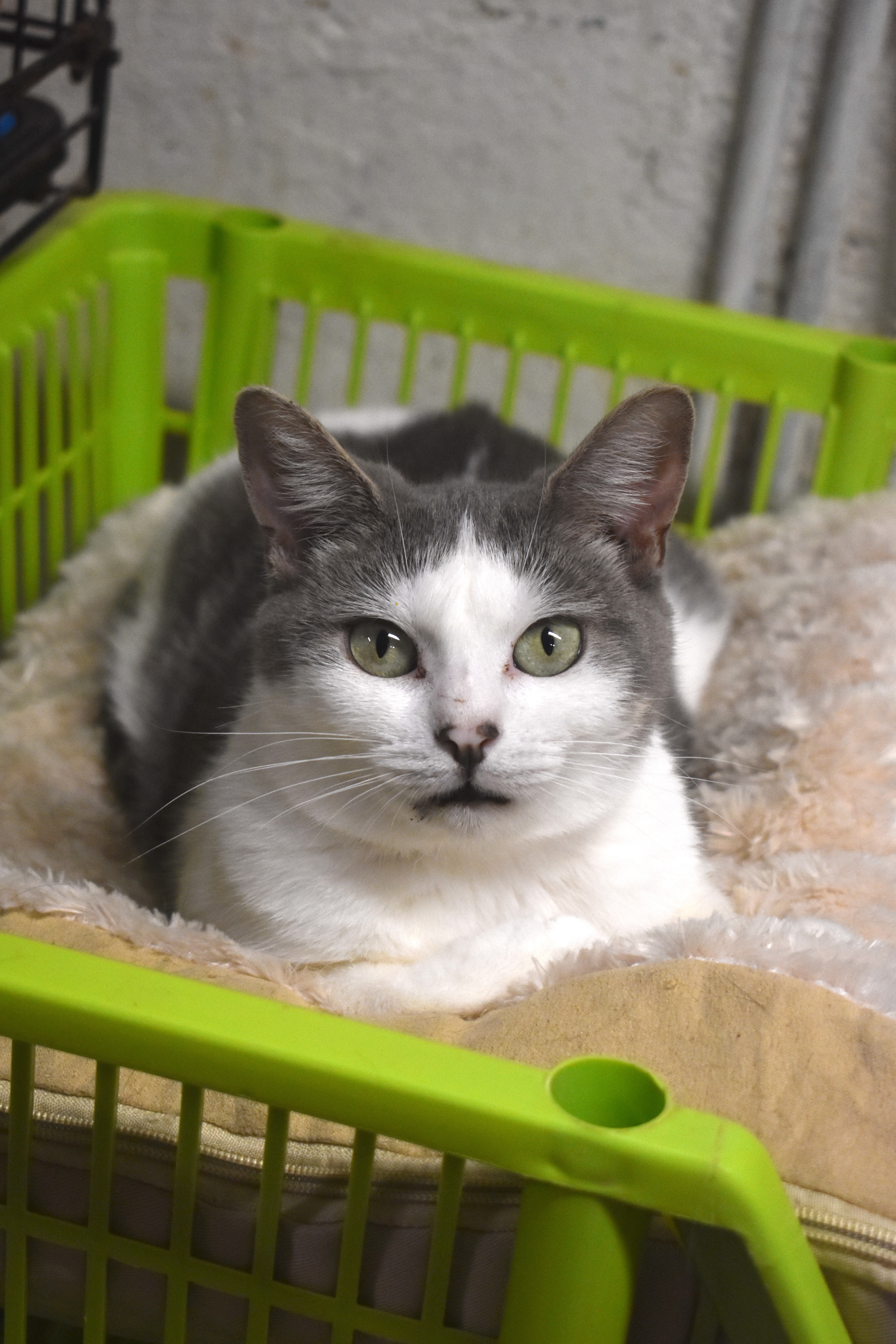 BRYCE - TEENY LOVING GIRL, a Adoptable Domestic Short Hair in New York, NY image 1/6