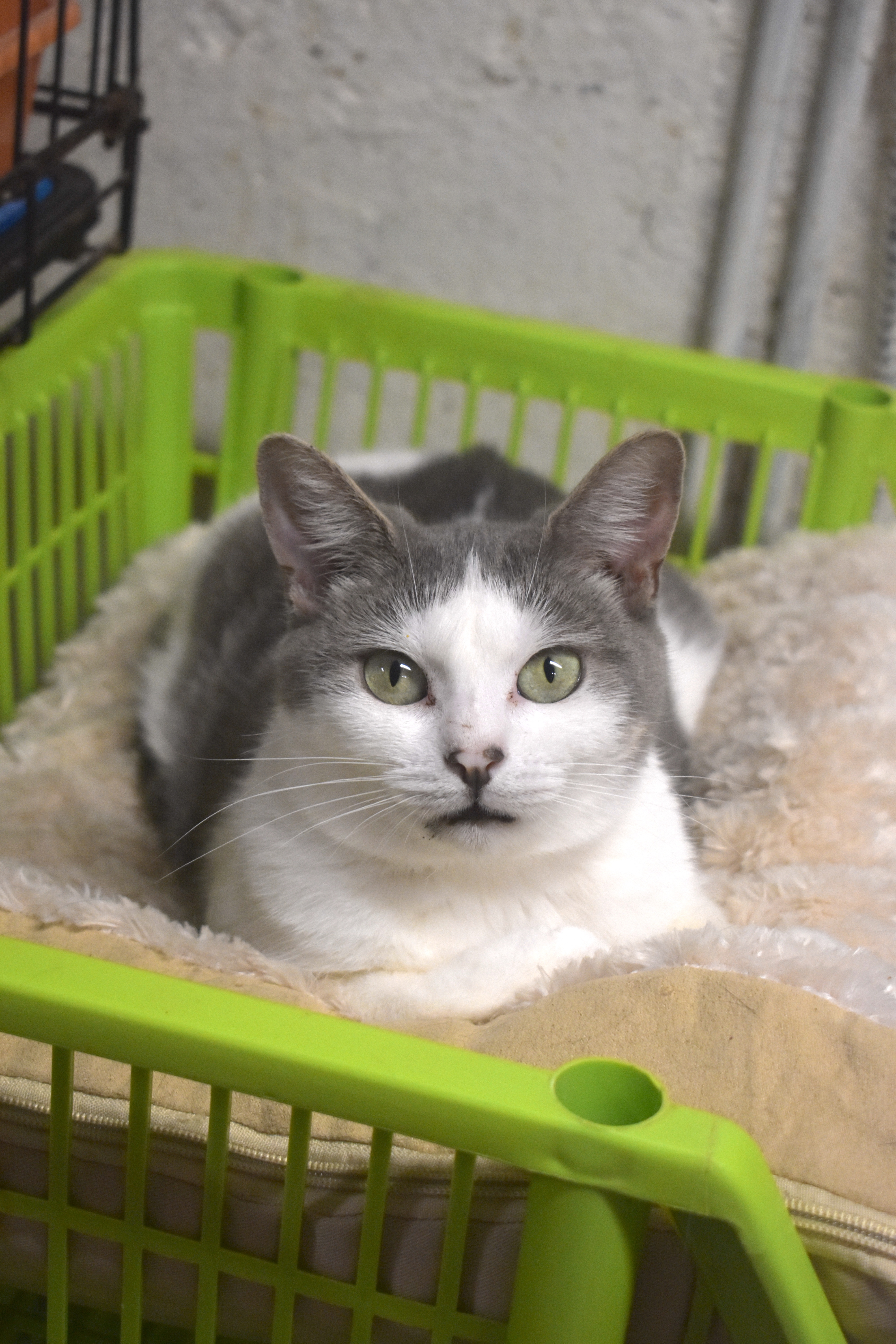 BRYCE - TEENY LOVING GIRL, a Adoptable Domestic Short Hair in New York, NY image 3/6