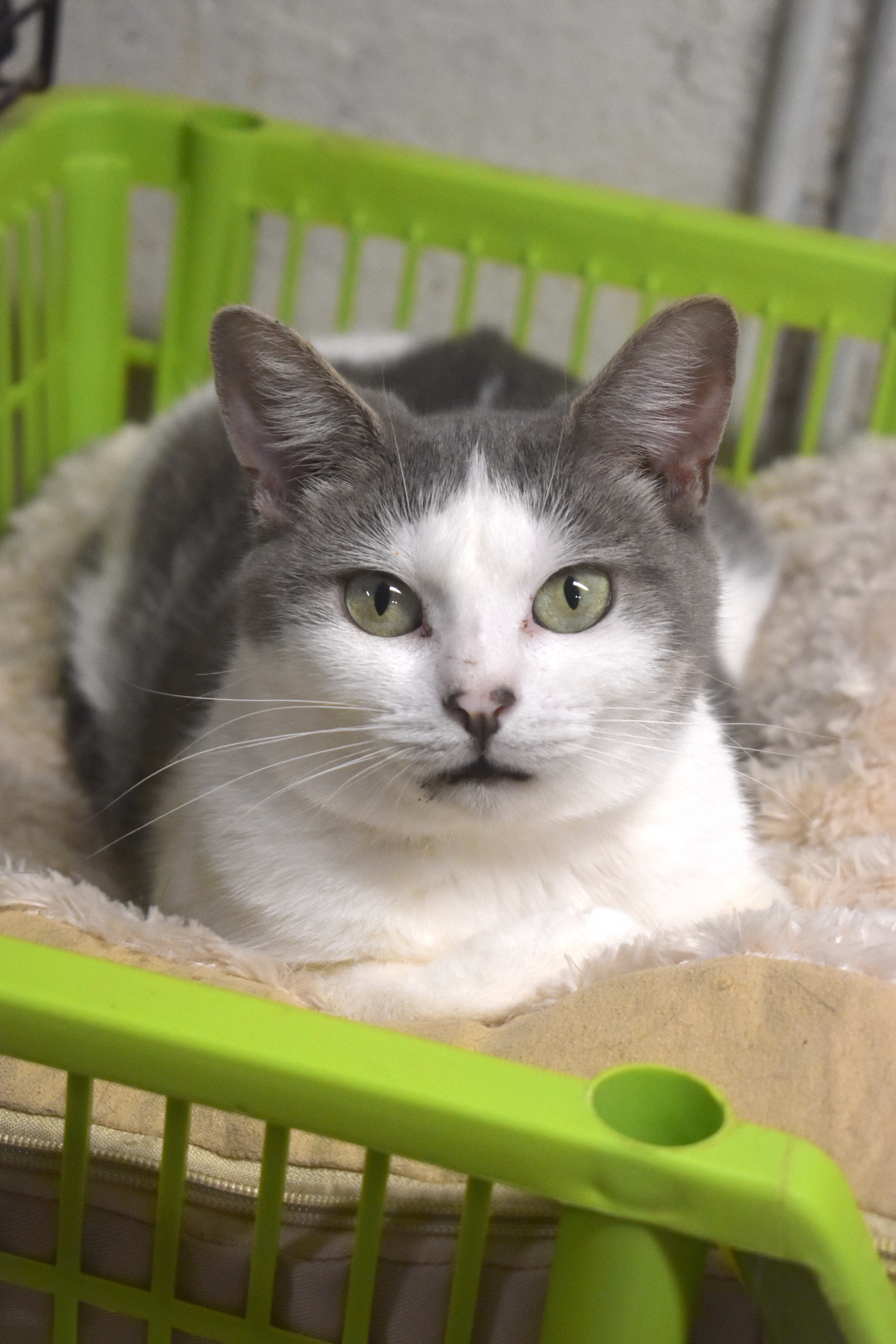 BRYCE - TEENY LOVING GIRL, a Adoptable Domestic Short Hair in New York, NY image 5/6