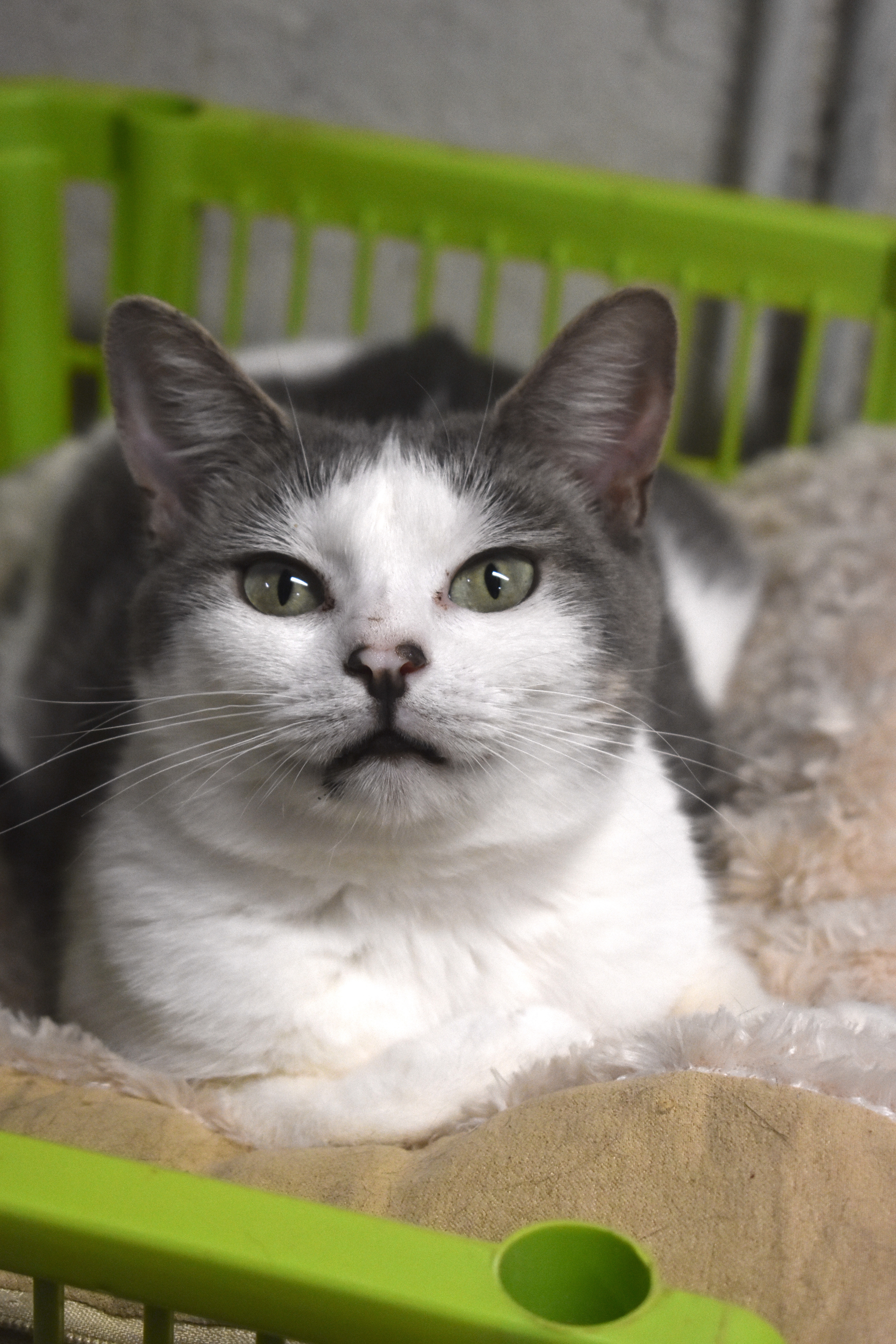 BRYCE - TEENY LOVING GIRL, a Adoptable Domestic Short Hair in New York, NY image 2/6