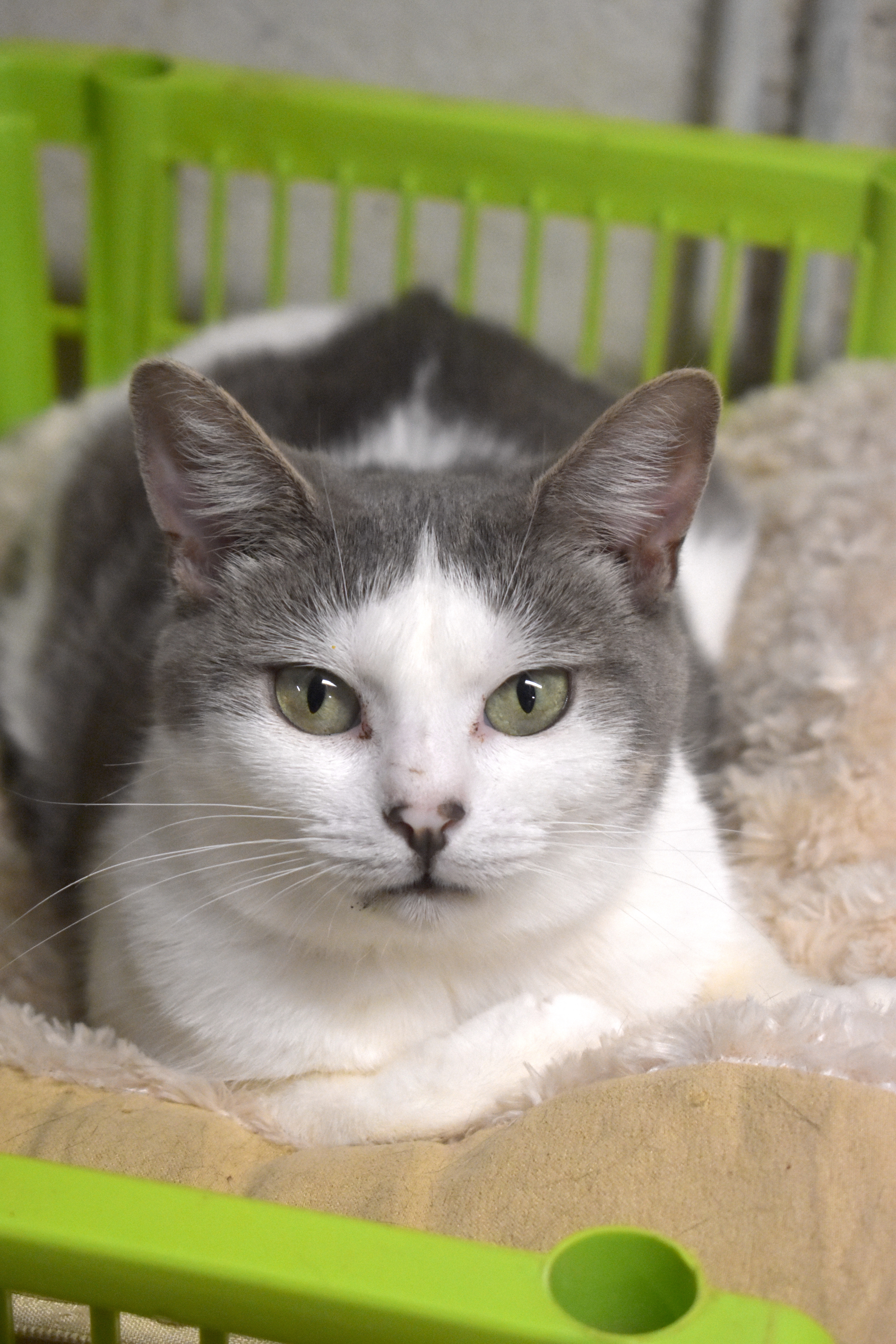 BRYCE - TEENY LOVING GIRL, a Adoptable Domestic Short Hair in New York, NY image 6/6