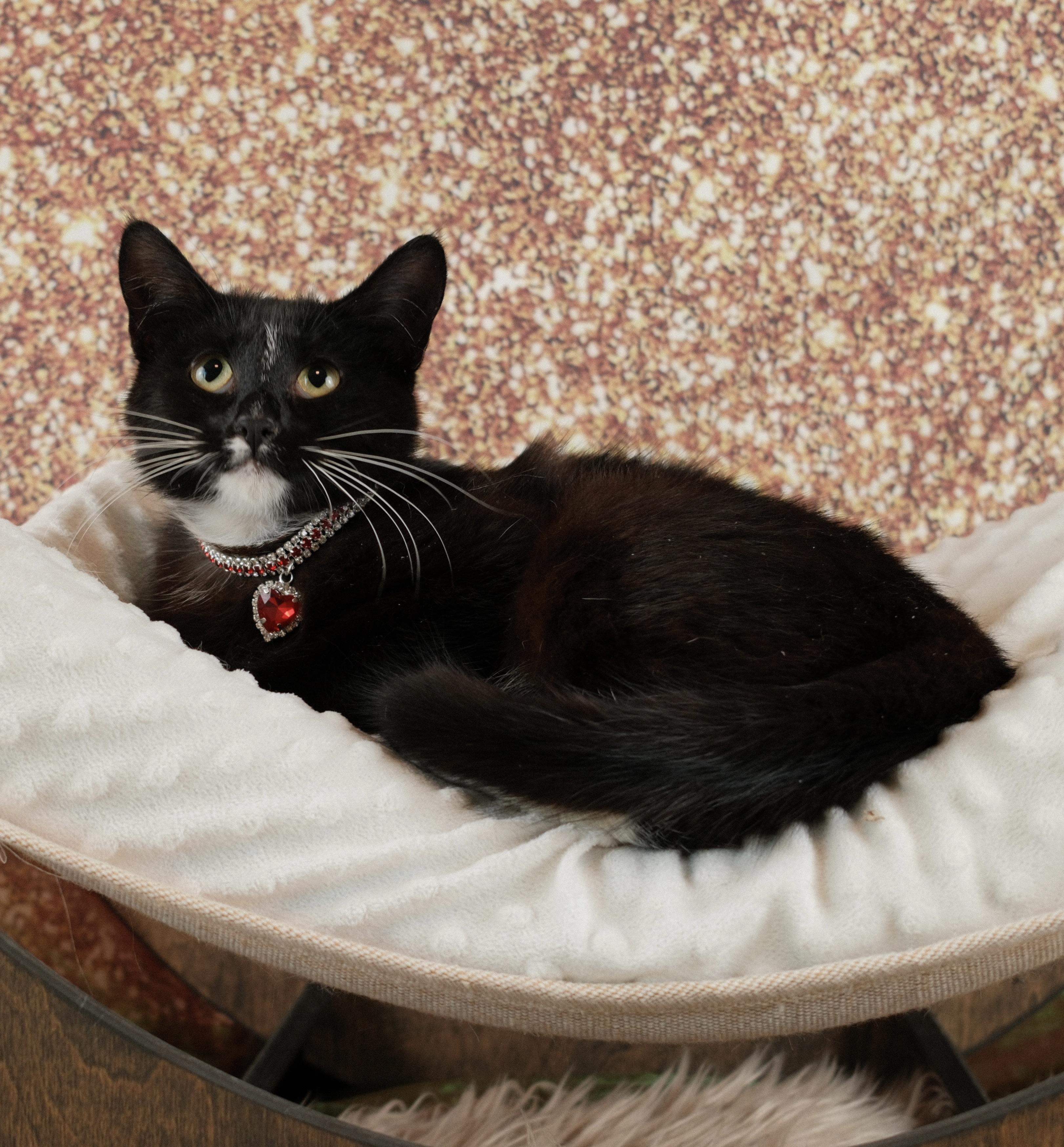 Enlarge Chanel, a ADOPTABLE Tuxedo in Houston, TX image 5/5