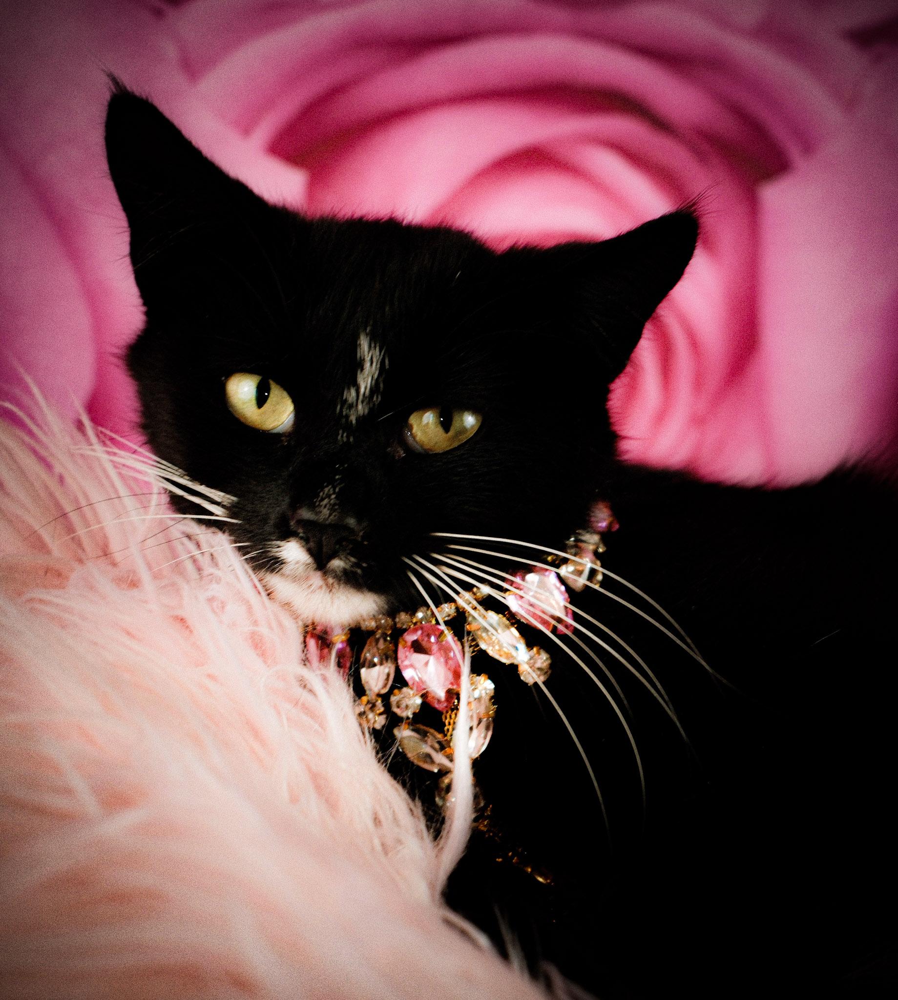 Enlarge Chanel, a ADOPTABLE Tuxedo in Houston, TX image 1/5
