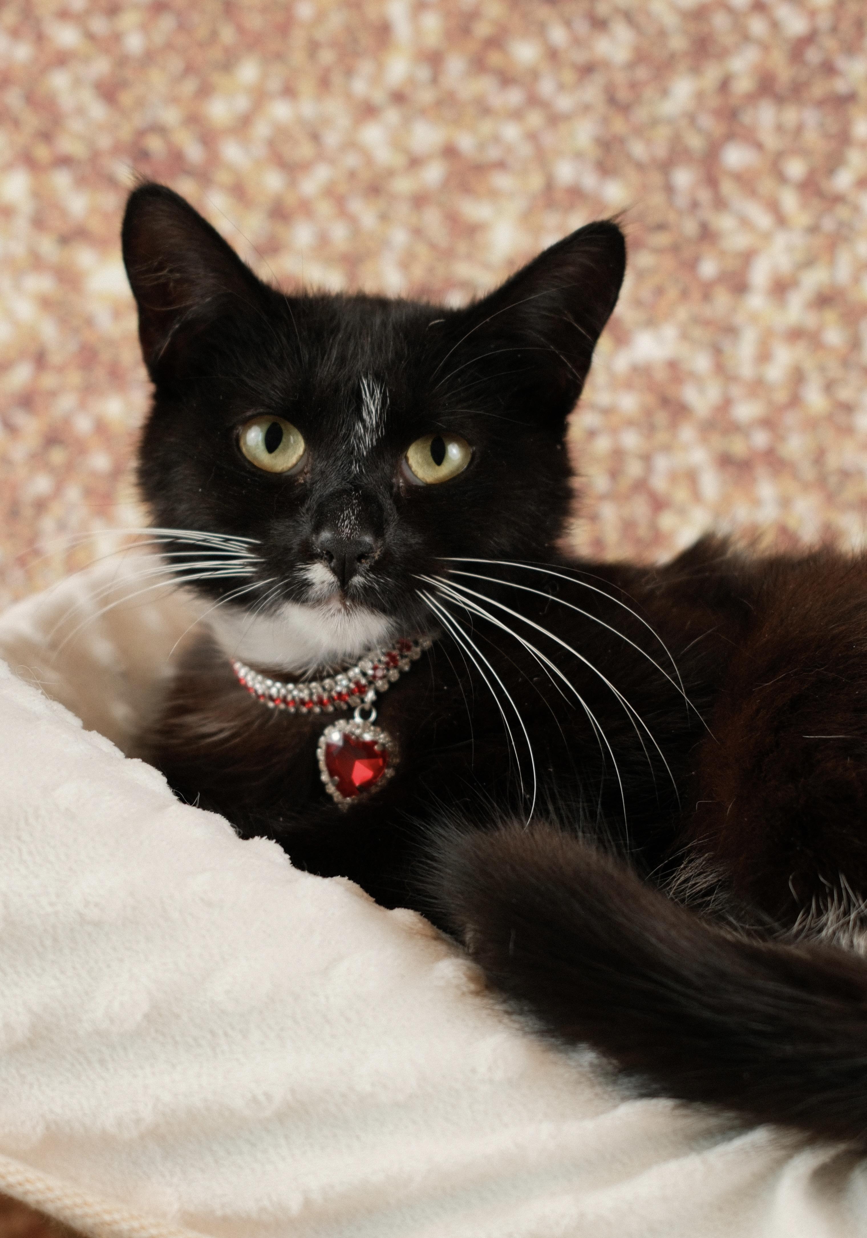 Enlarge Chanel, a ADOPTABLE Tuxedo in Houston, TX image 4/5
