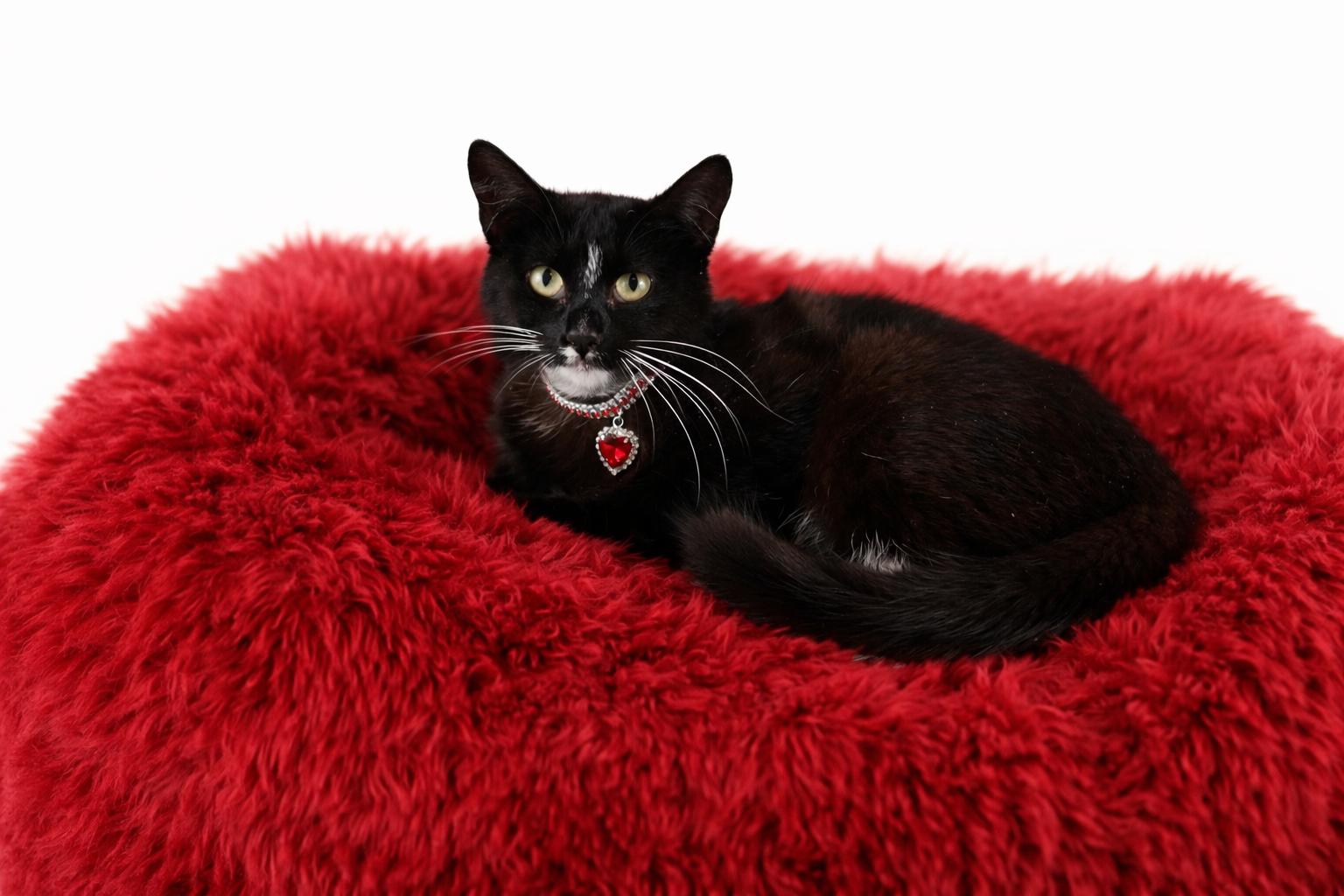 Enlarge Chanel, a ADOPTABLE Tuxedo in Houston, TX image 3/5