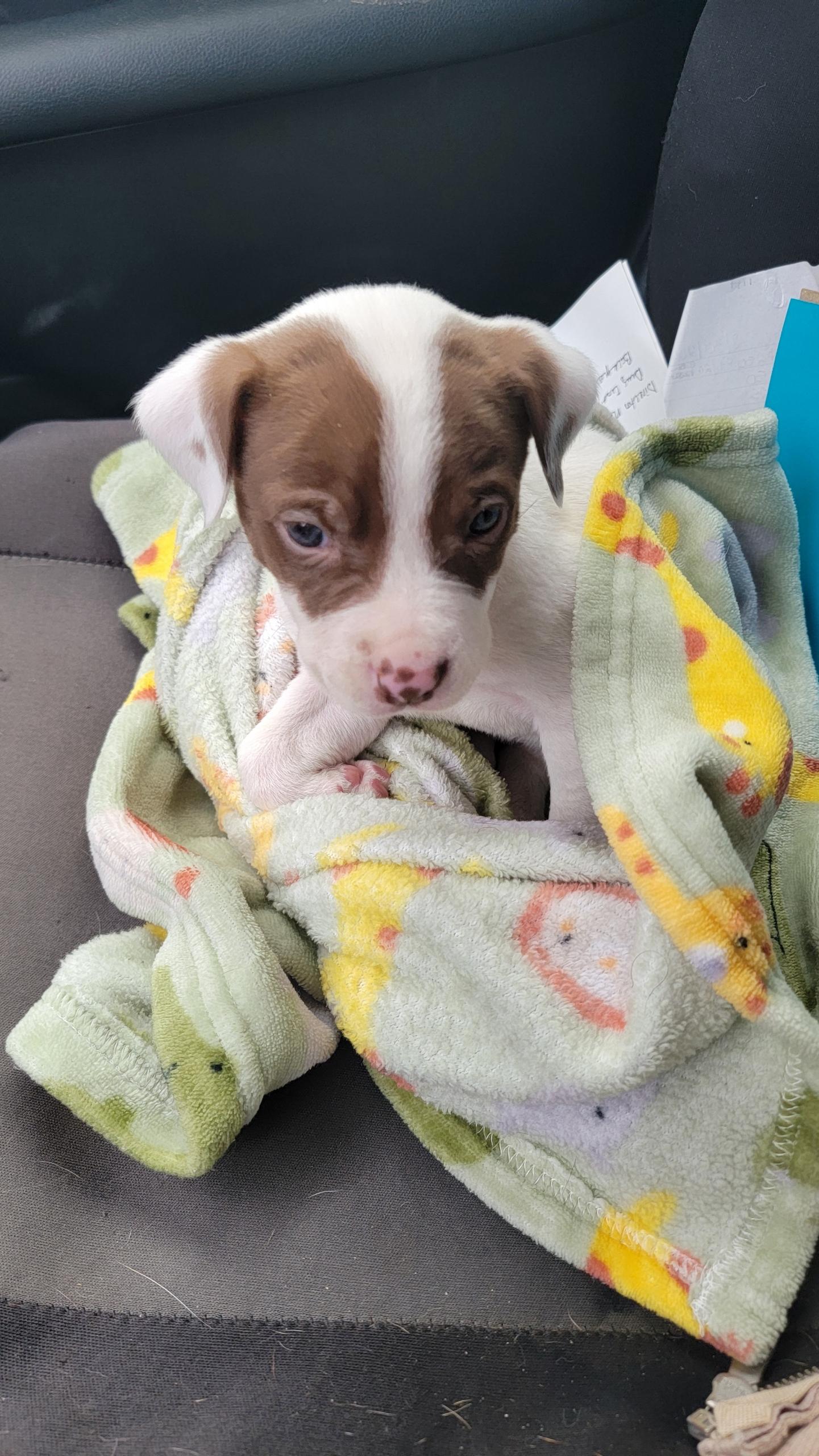 Dollie, ADOPTABLE, Puppy Female American Staffordshire Terrier.