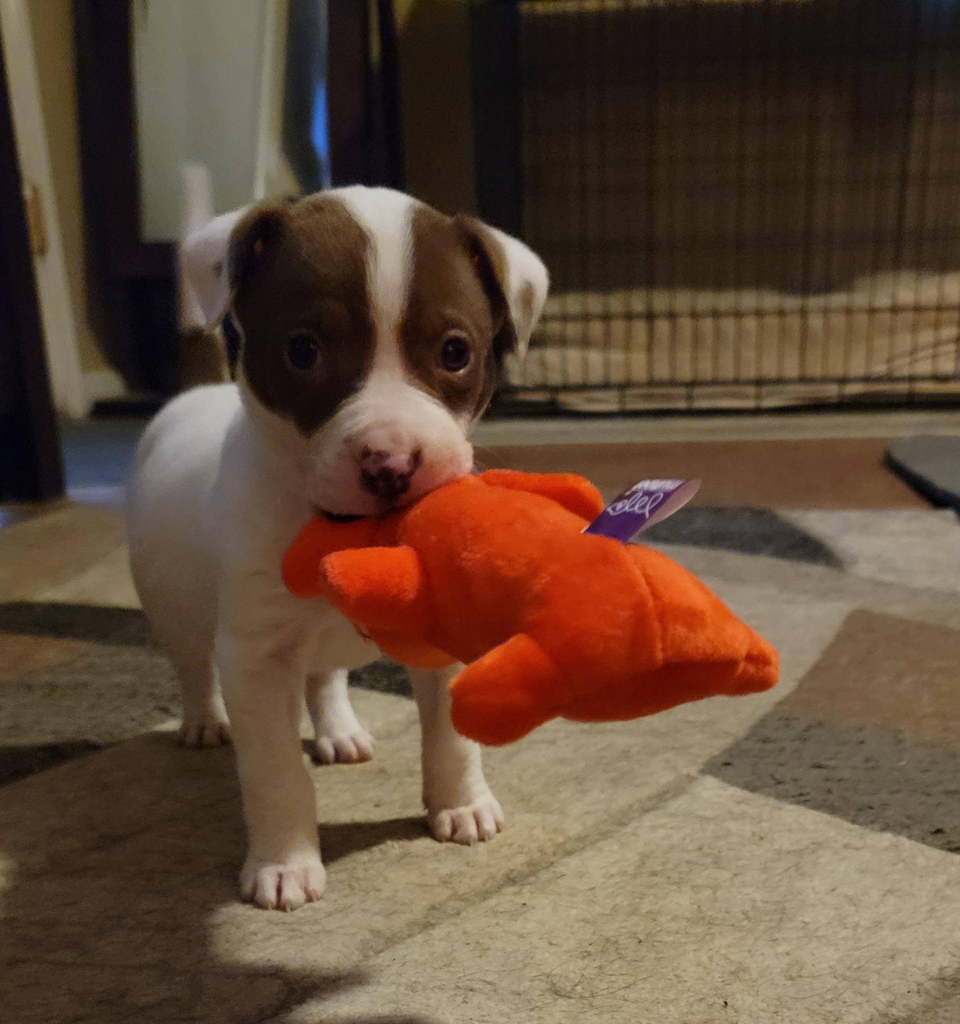 Enlarge Dollie, a ADOPTABLE mixed breed in Bakersfield, CA image 2/3