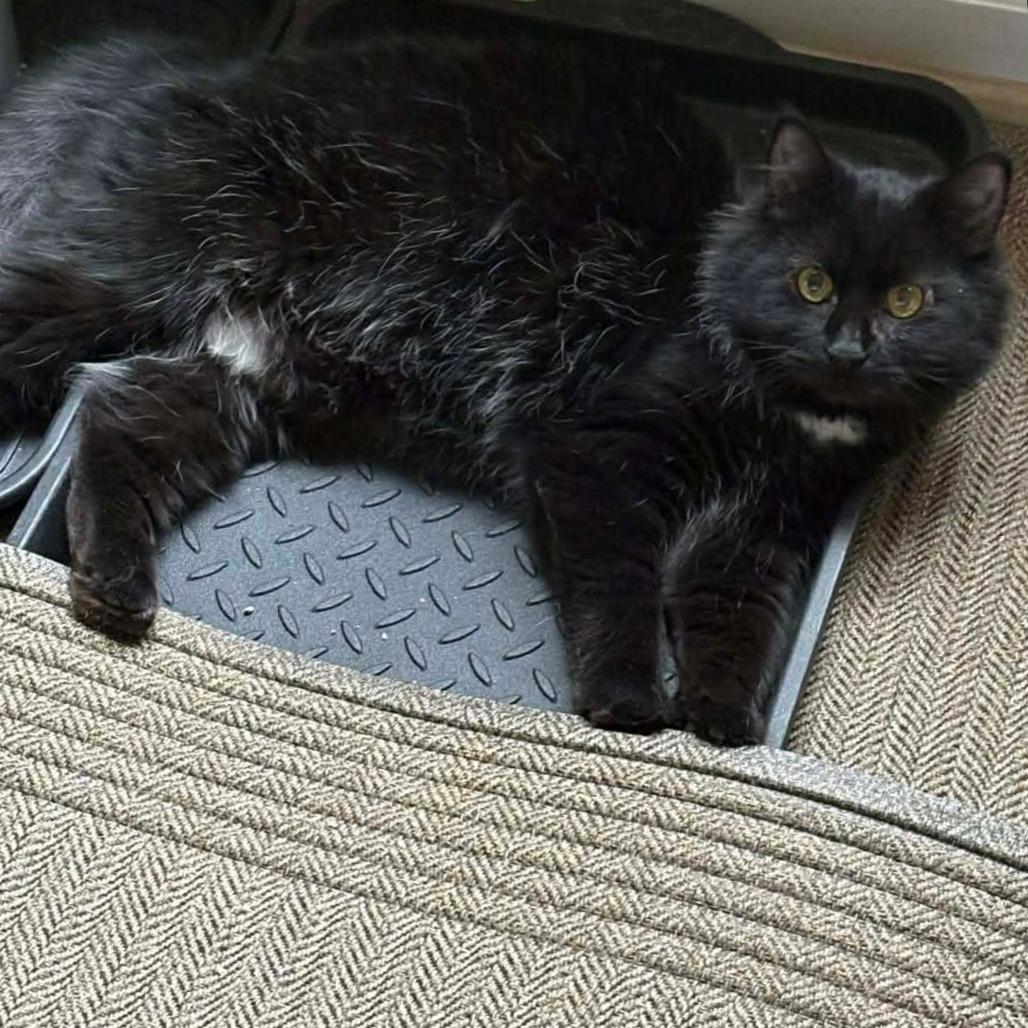 Enlarge Asha, a Adoptable Domestic Long Hair in Winchester, VA image 1/5