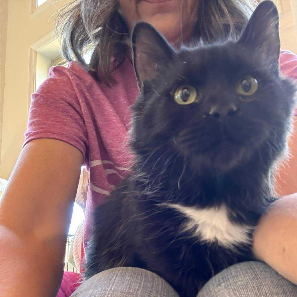 Asha, Adoptable, Young Female Domestic Long Hair.