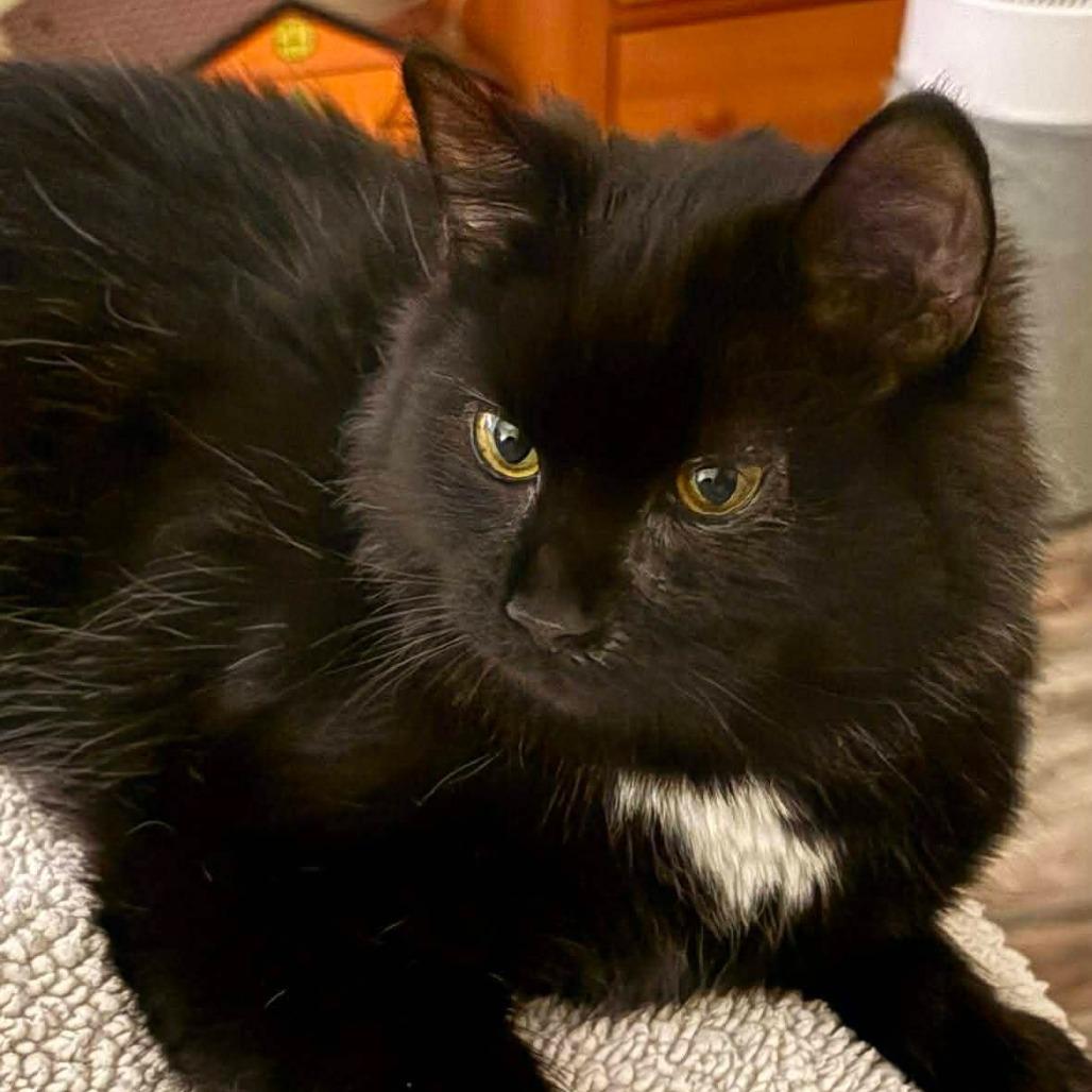 Enlarge Asha, a Adoptable Domestic Long Hair in Winchester, VA image 4/5