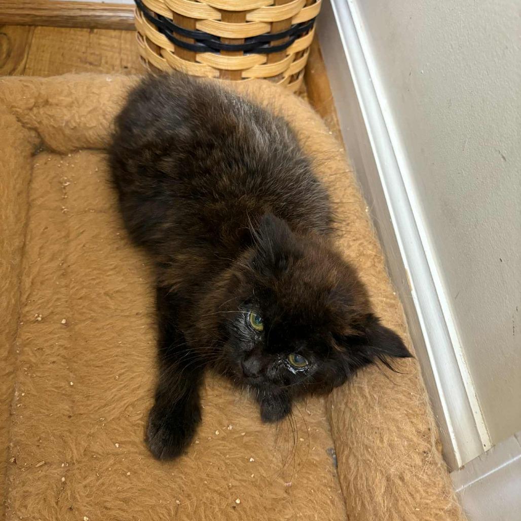 Enlarge Asha, a Adoptable Domestic Long Hair in Winchester, VA image 5/5