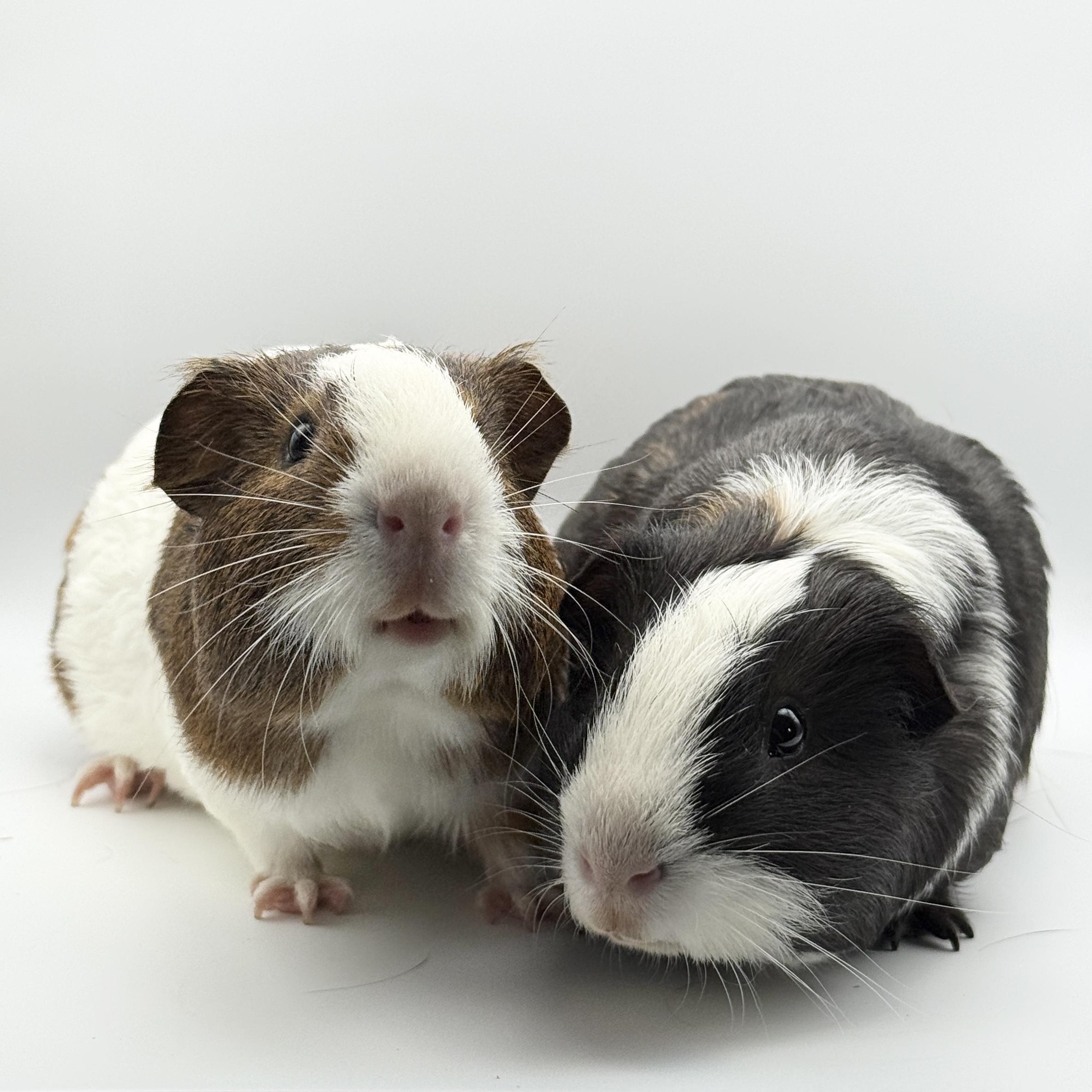 Gil and Marlin, ADOPTABLE, Baby Male Guinea Pig.