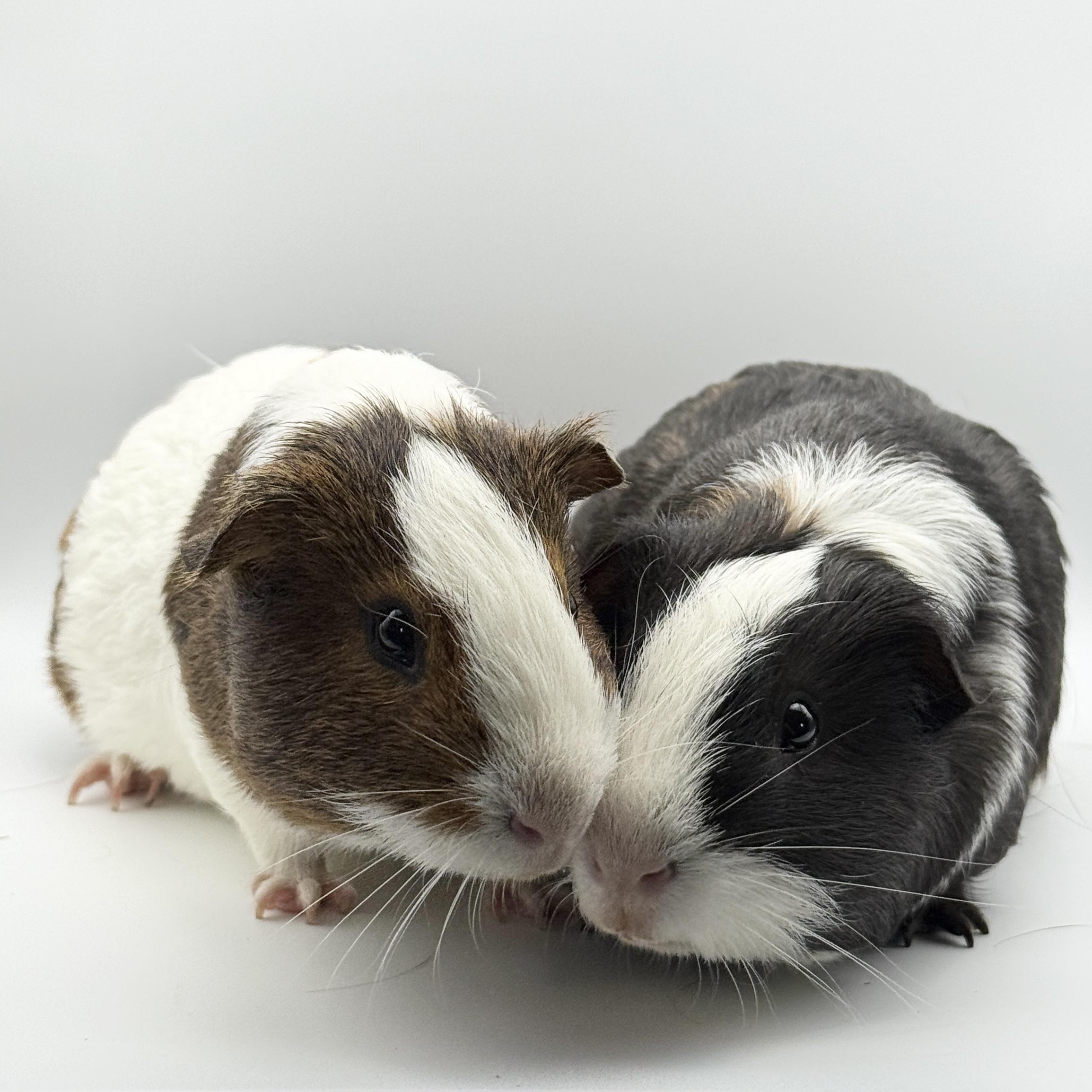 Gil and Marlin, a ADOPTABLE Guinea Pig in Walnut Grove, CA image 4/4