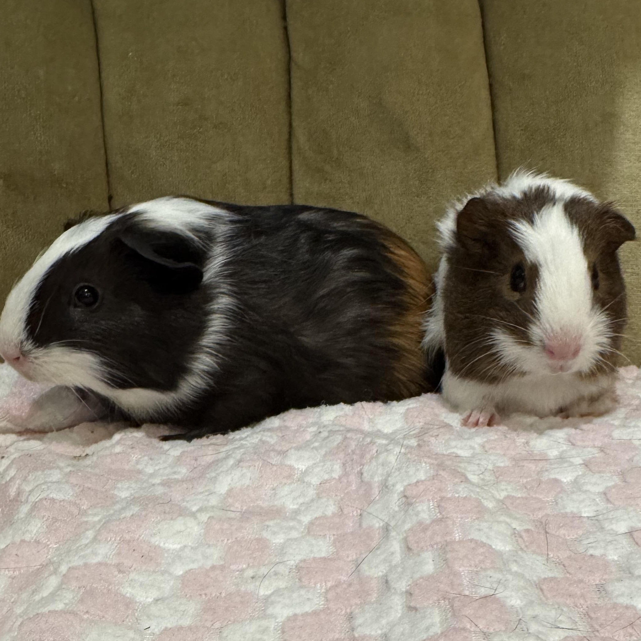 Enlarge Gil and Marlin, a ADOPTABLE Guinea Pig in Walnut Grove, CA image 1/4