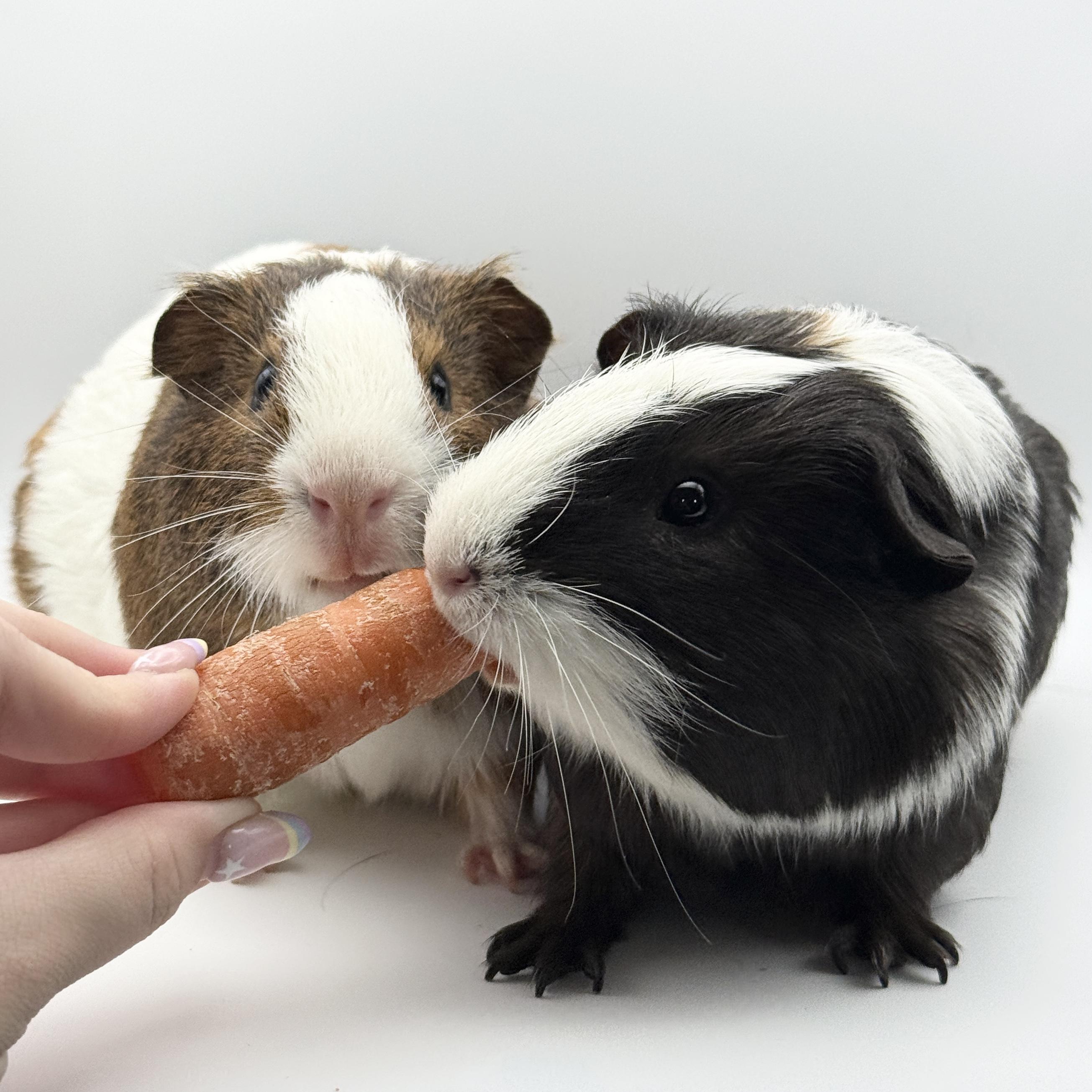 Gil and Marlin, a ADOPTABLE Guinea Pig in Walnut Grove, CA image 2/4