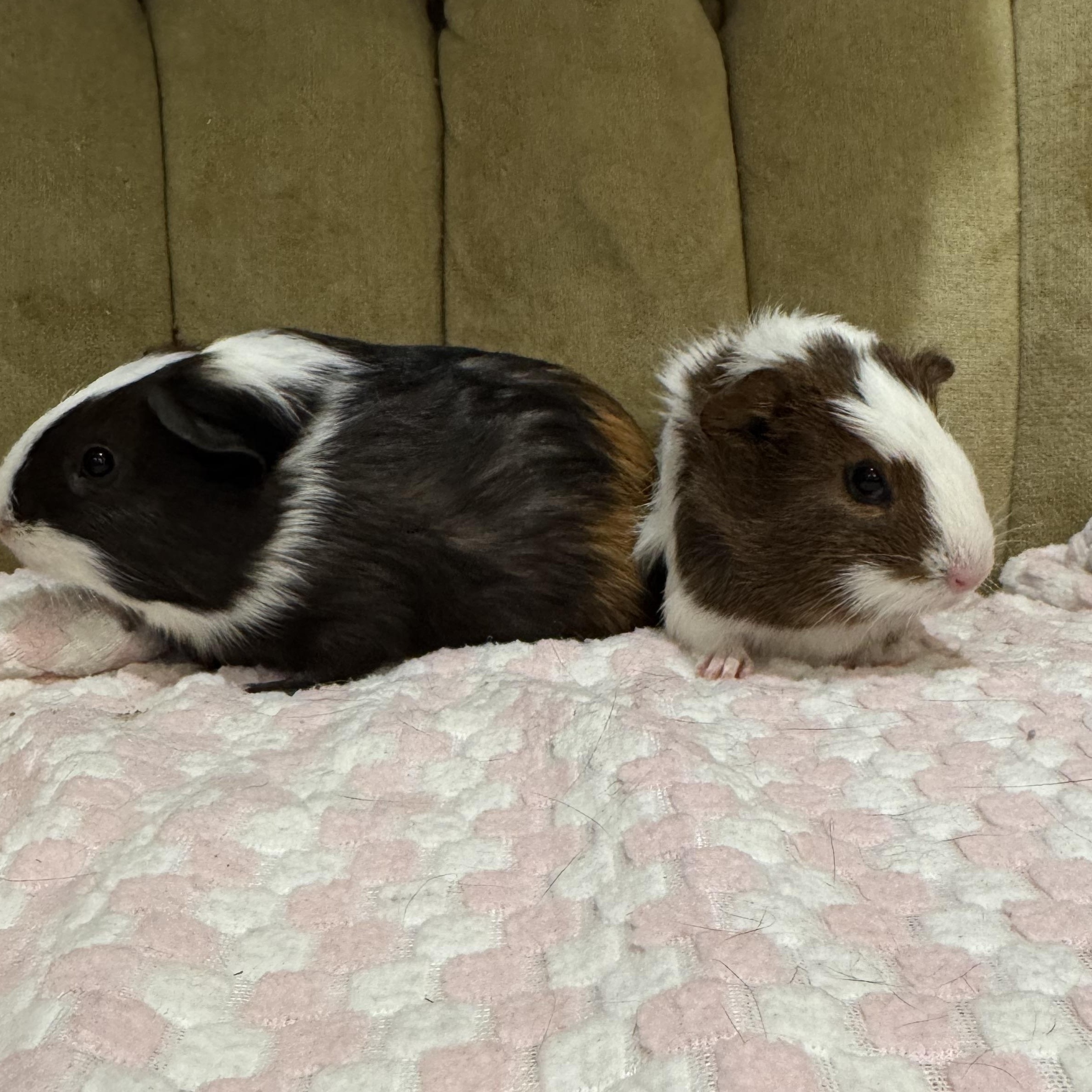 Enlarge Gil and Marlin, a ADOPTABLE Guinea Pig in Walnut Grove, CA image 3/4