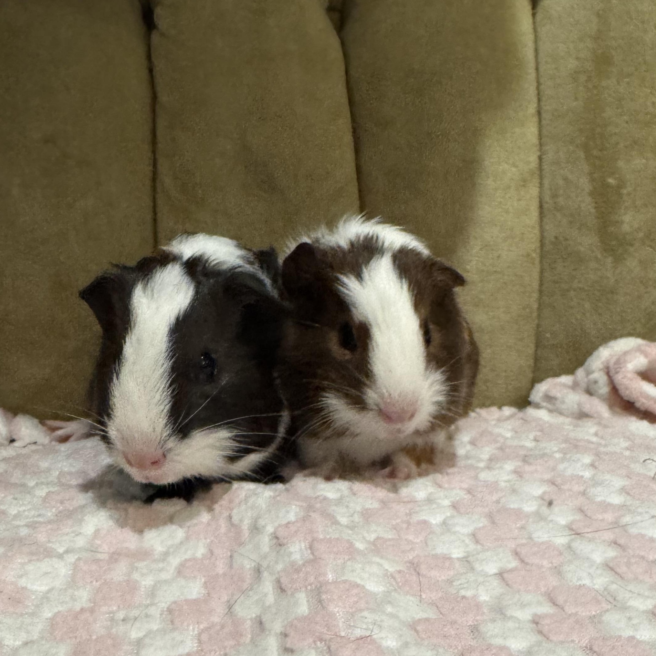 Enlarge Gil and Marlin, a ADOPTABLE Guinea Pig in Walnut Grove, CA image 2/4