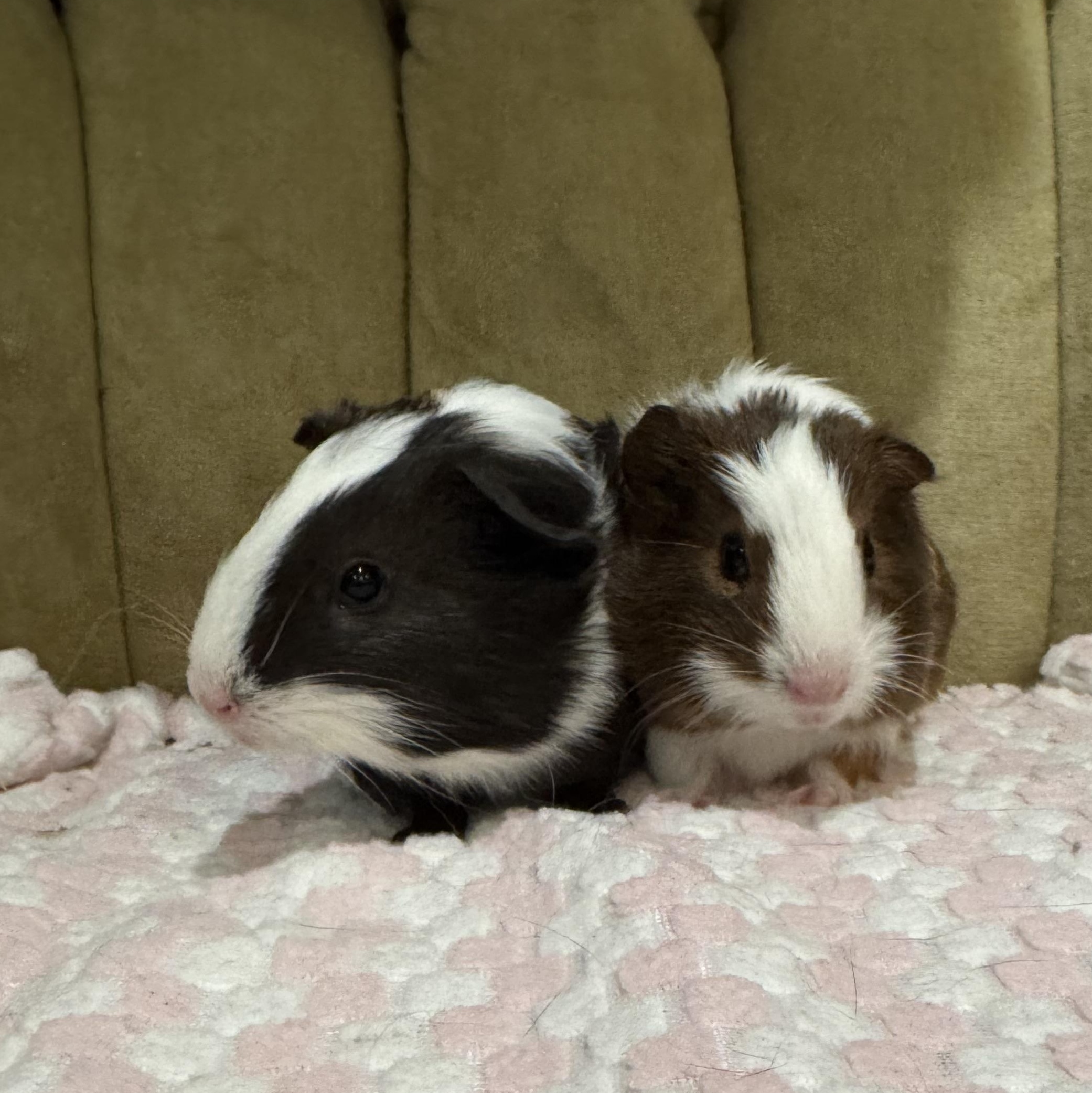 Enlarge Gil and Marlin, a ADOPTABLE Guinea Pig in Walnut Grove, CA image 4/4