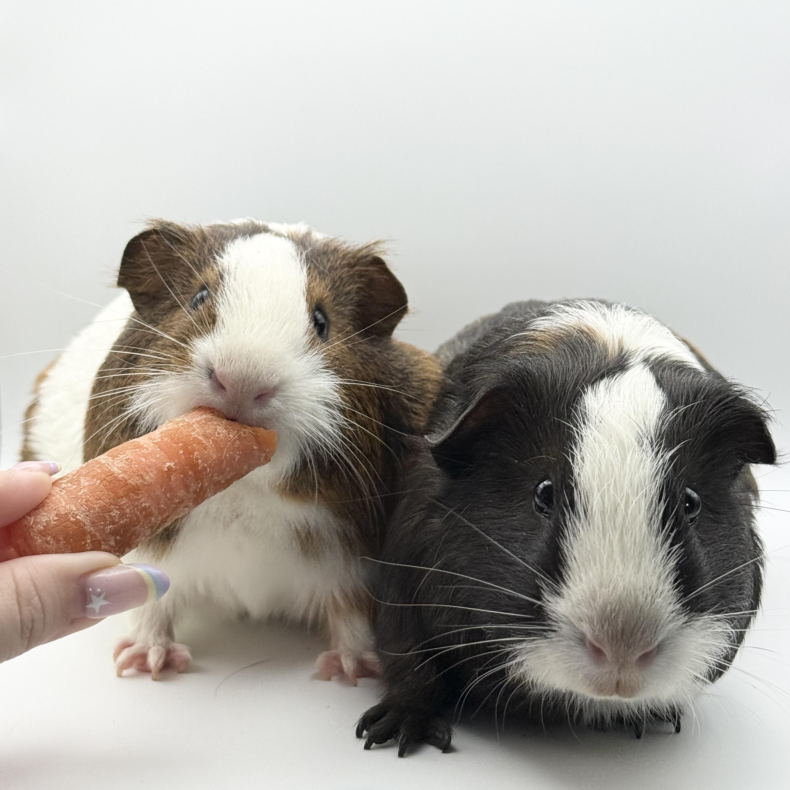 Gil and Marlin, a ADOPTABLE Guinea Pig in Walnut Grove, CA image 3/4