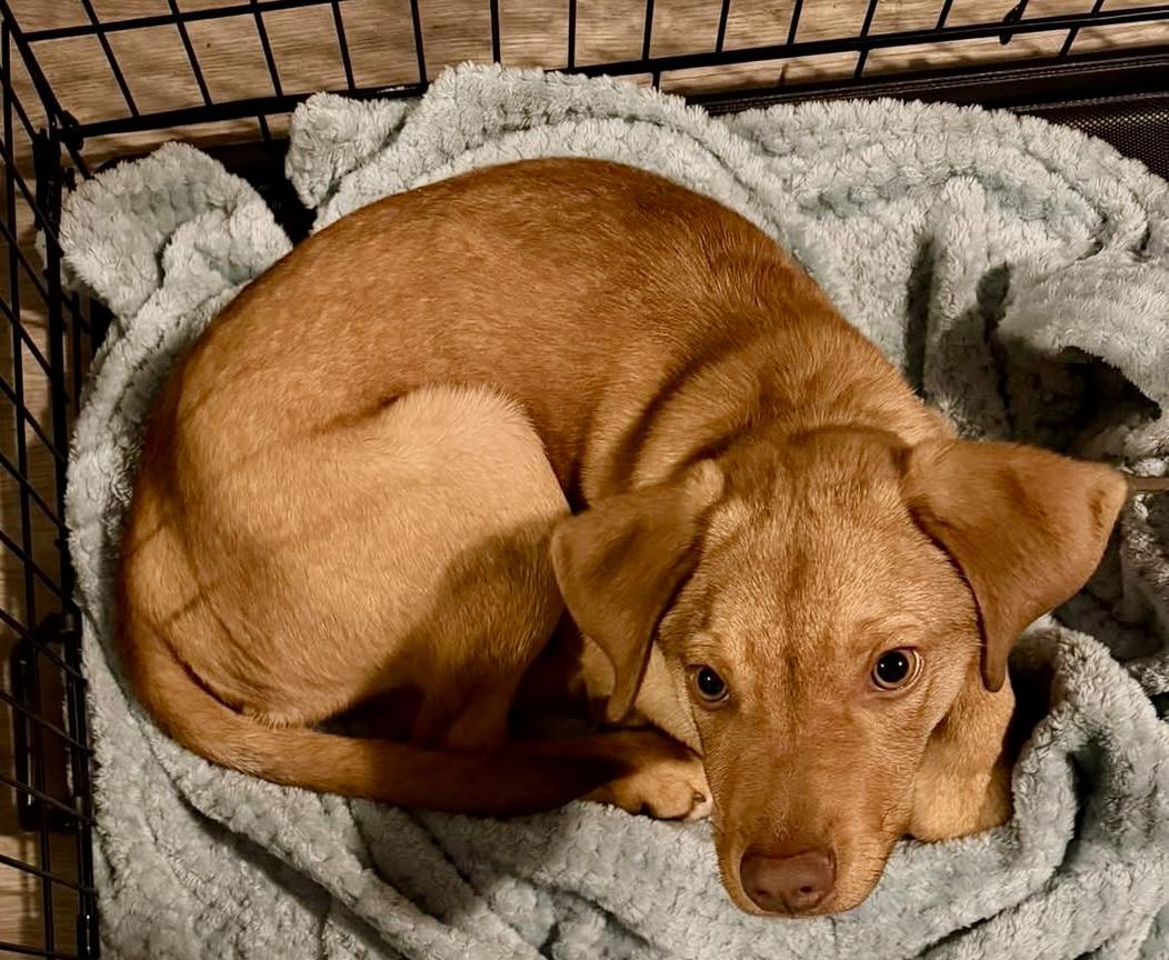 Enlarge Ripley, a ADOPTABLE mixed breed in Wappingers Falls, NY image 3/5