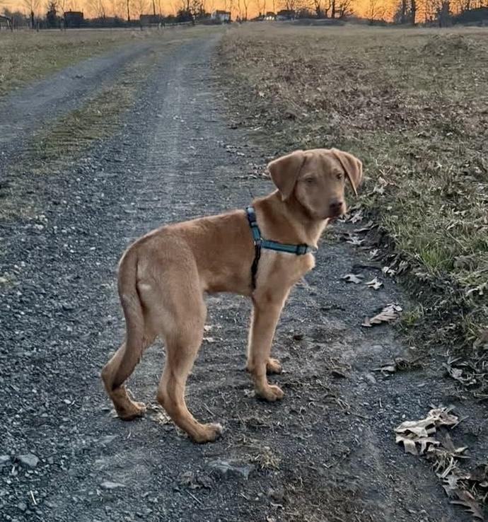 Enlarge Ripley, a ADOPTABLE mixed breed in Wappingers Falls, NY image 5/5