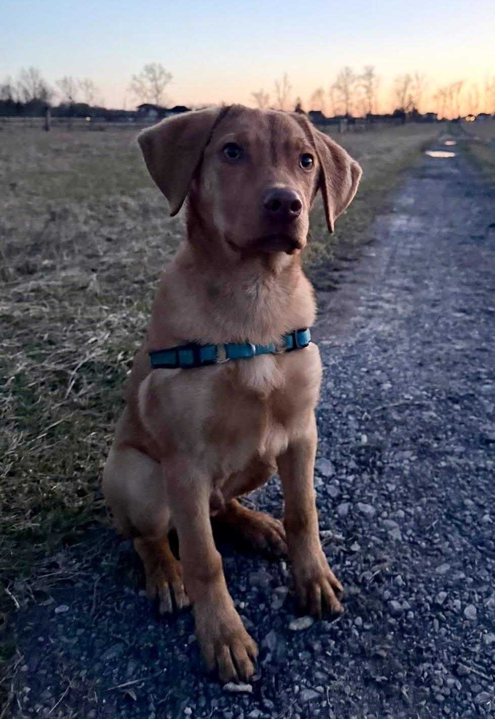 Ripley, ADOPTABLE, Puppy Male Labrador Retriever & Golden Retriever.